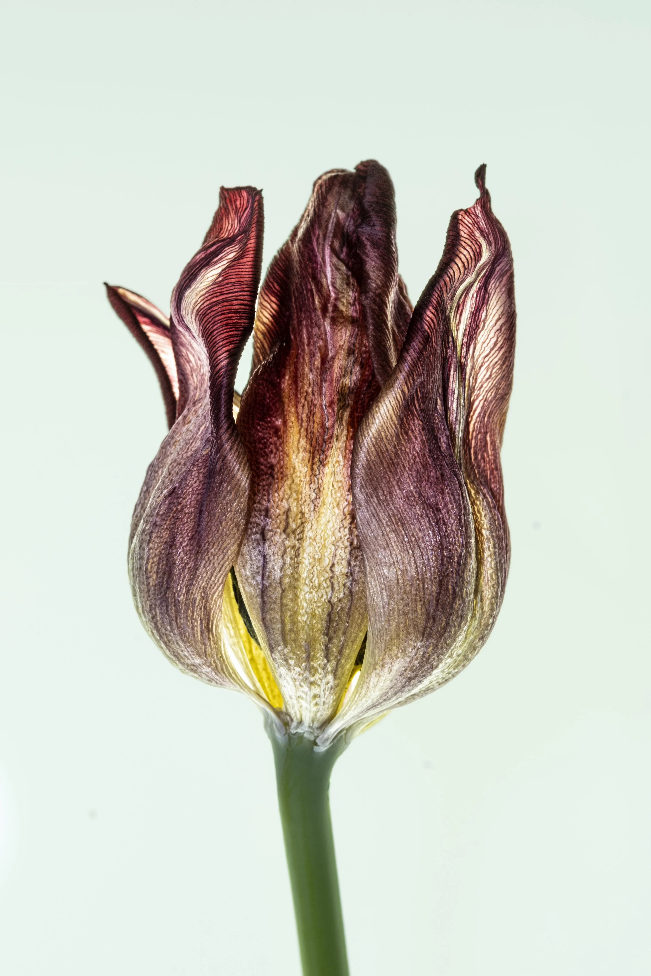 translucent aged tulip 3119.jpg