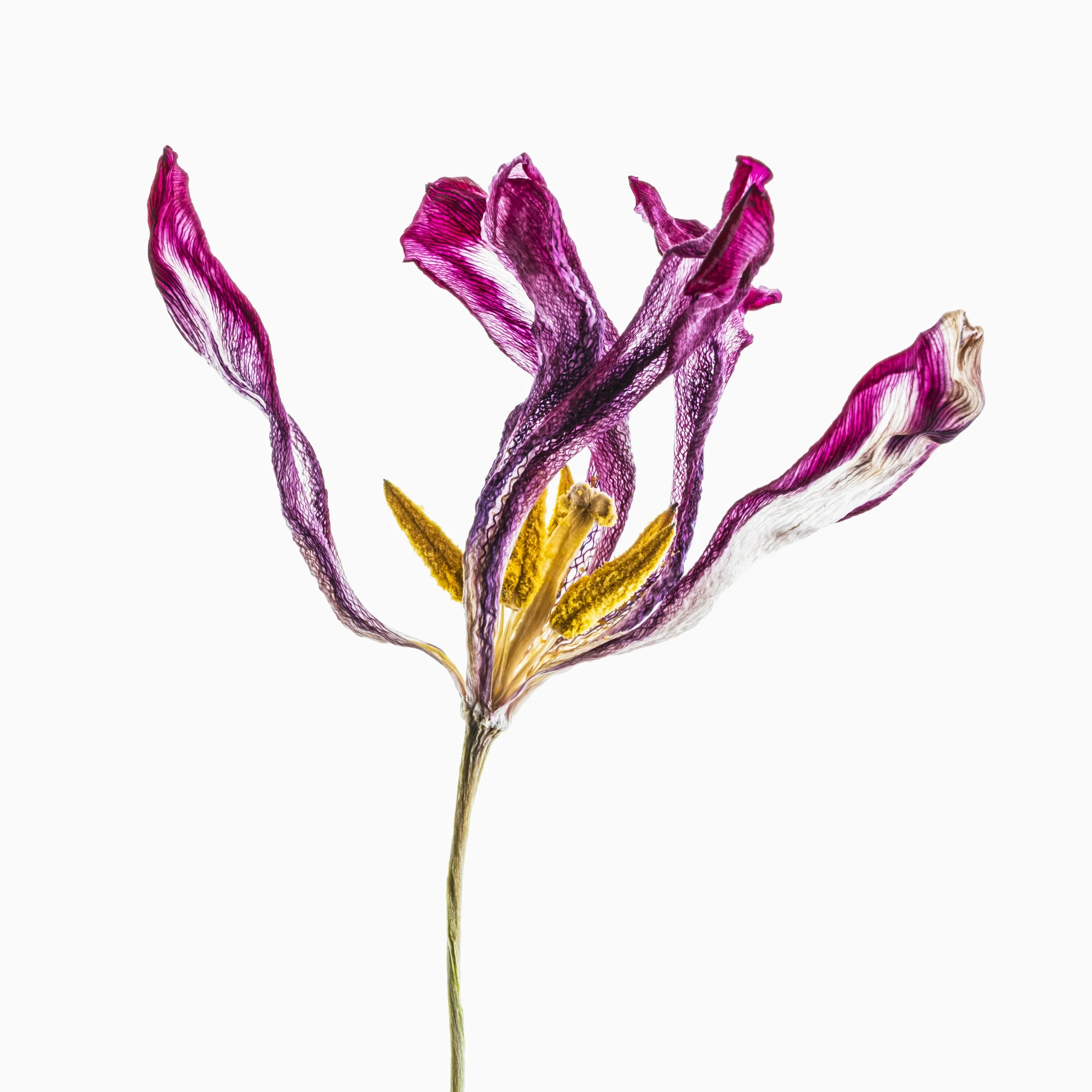 Frail tulip 4363 Alys Walker Tinson.jpg