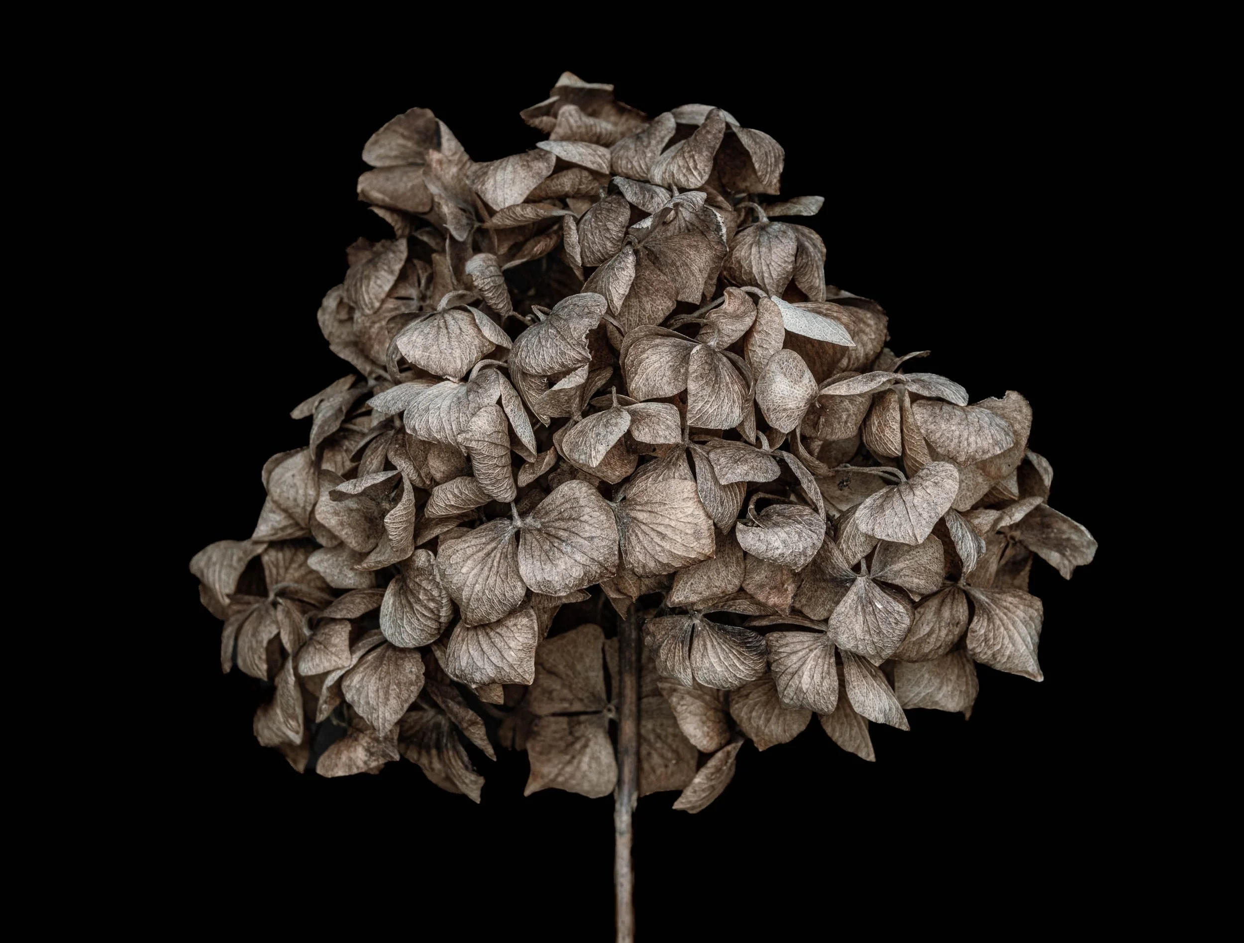 hortensia 4560 aug 2025.jpg