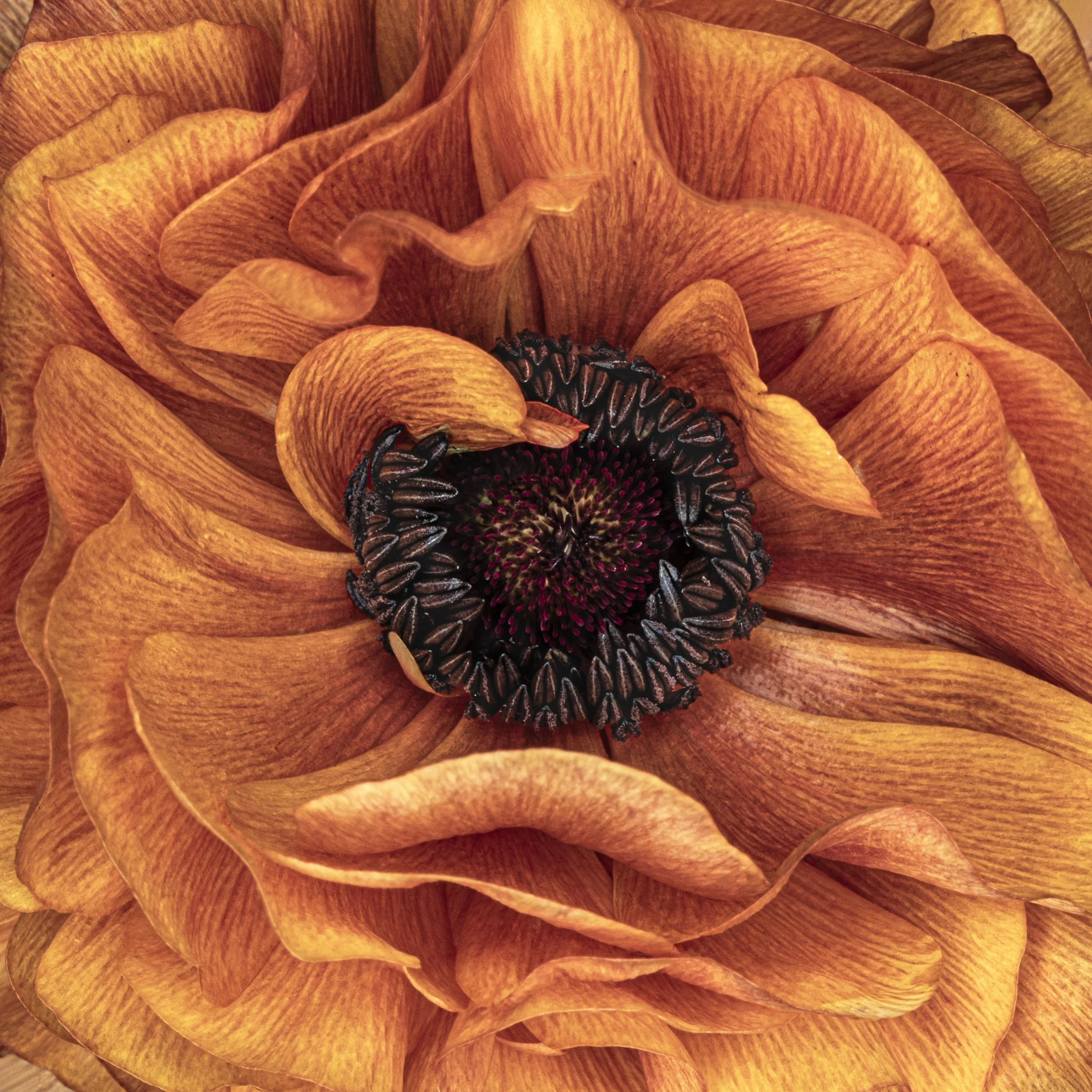 Amber Ranunculus centre 4486 Alys Walker Tinson.jpg