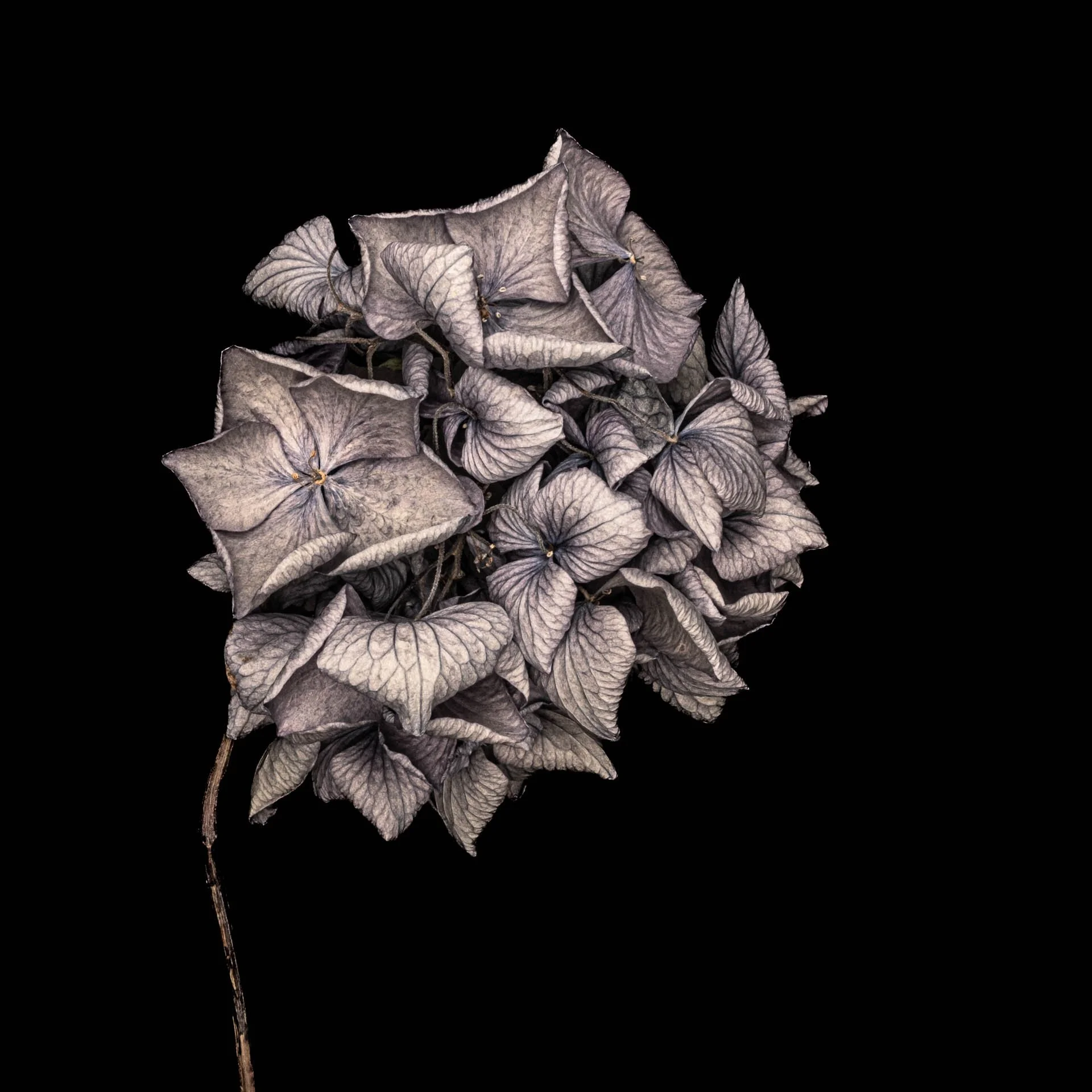 1379 # Alys Walker-Tinson-po- comp19 - flower 3.jpg