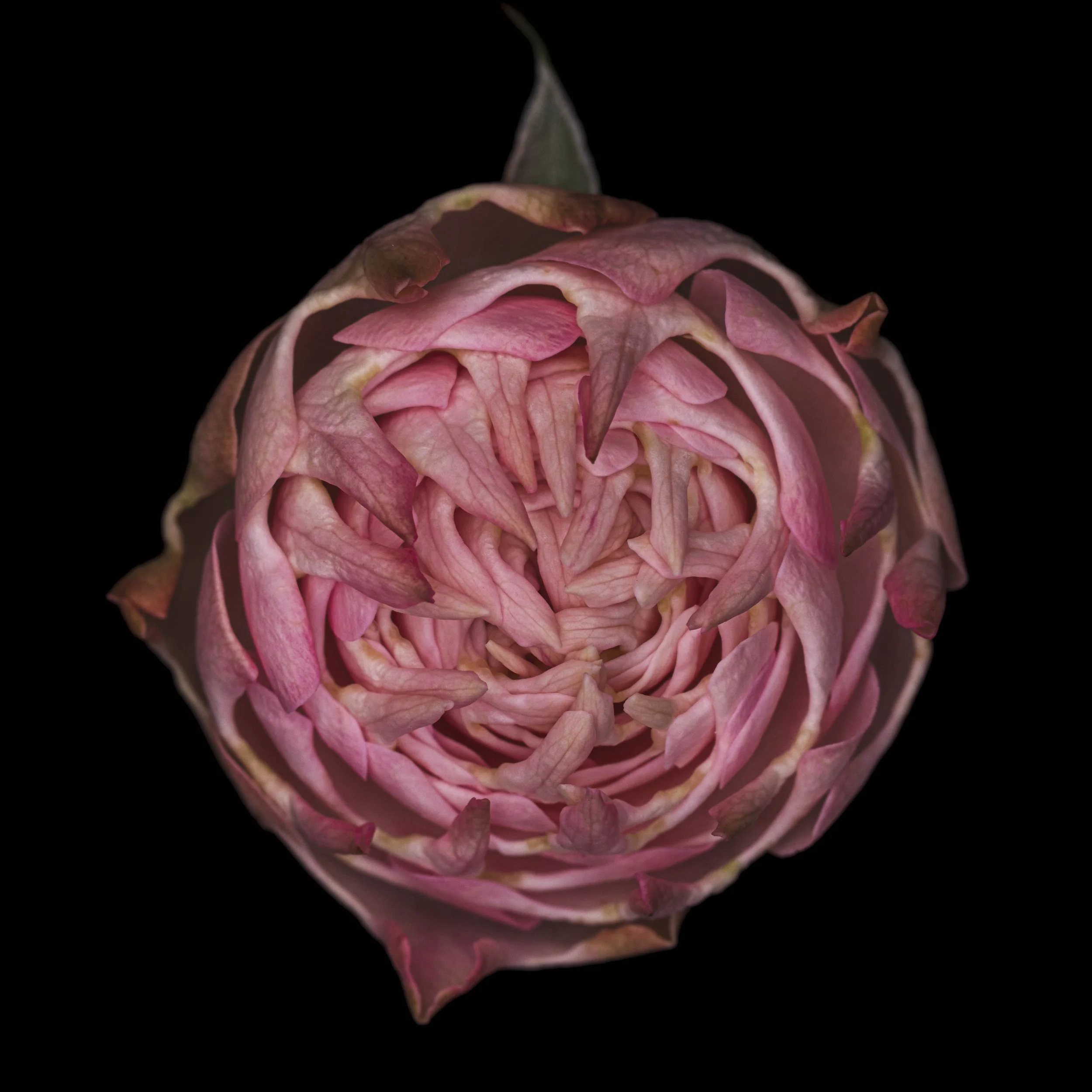 english rose B 6225 Alys Walker-Tinson  .jpg