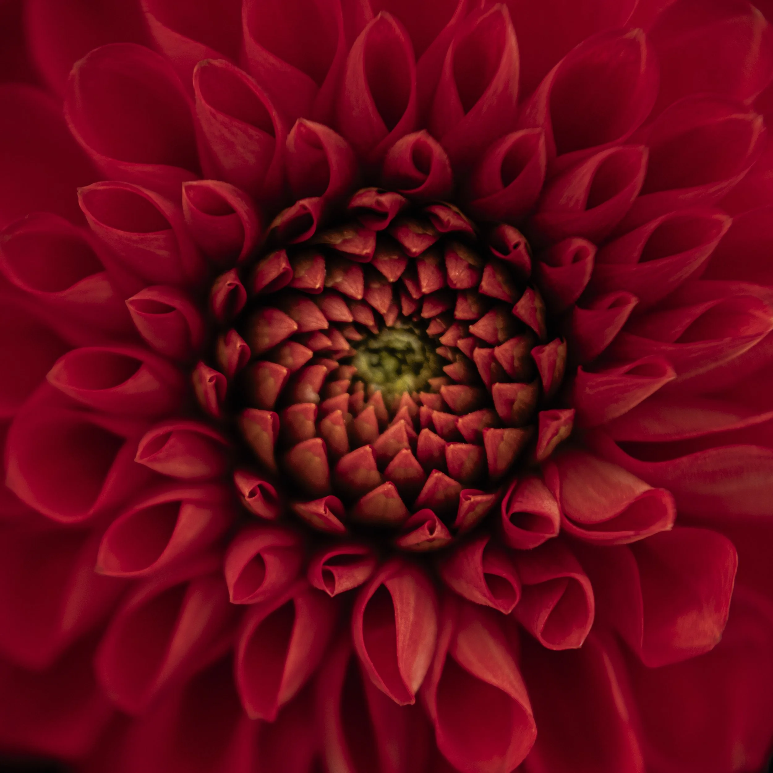 red dahlia for sale.jpg