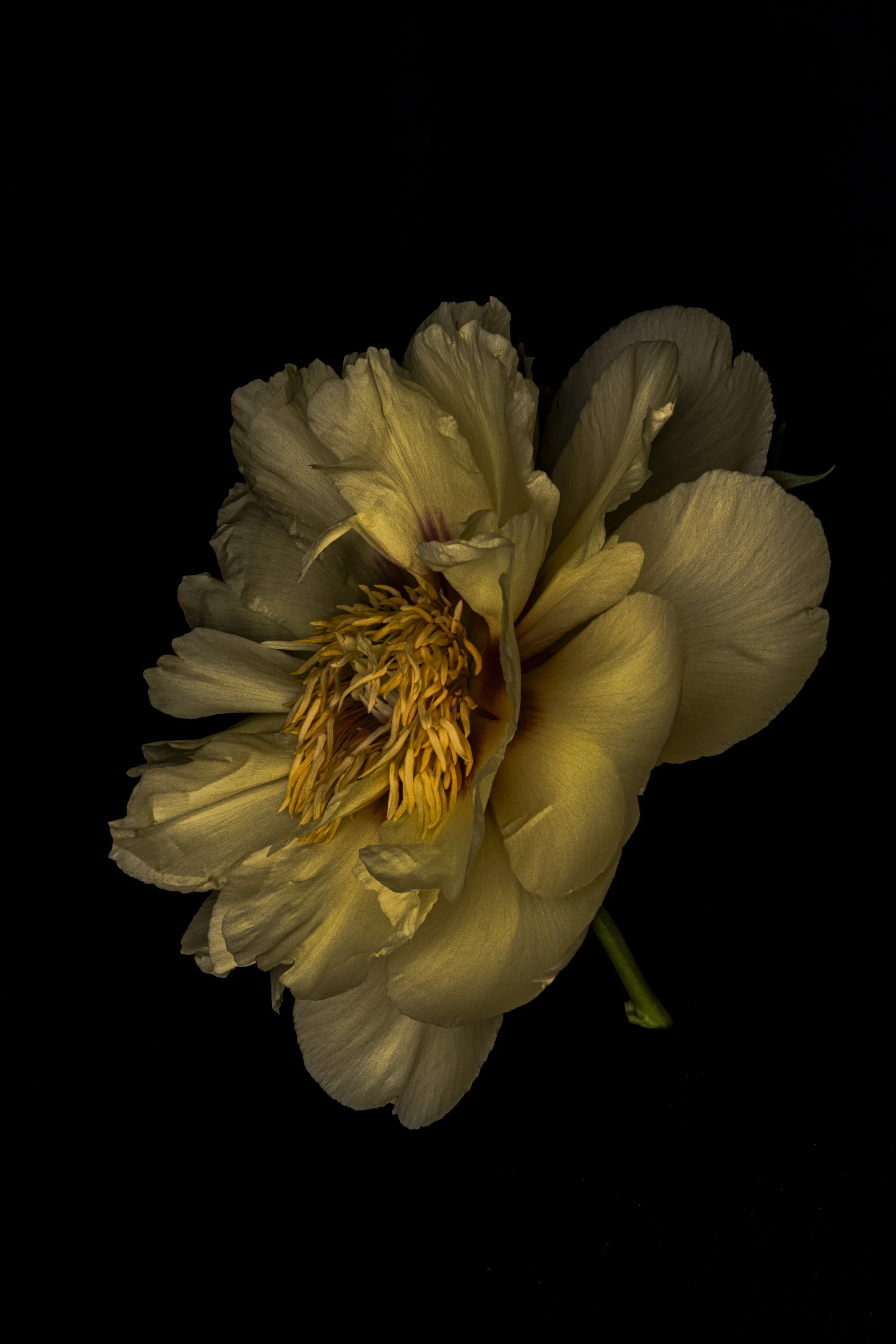 Yellow peony two  5479  Alys Walker Tinson.jpg