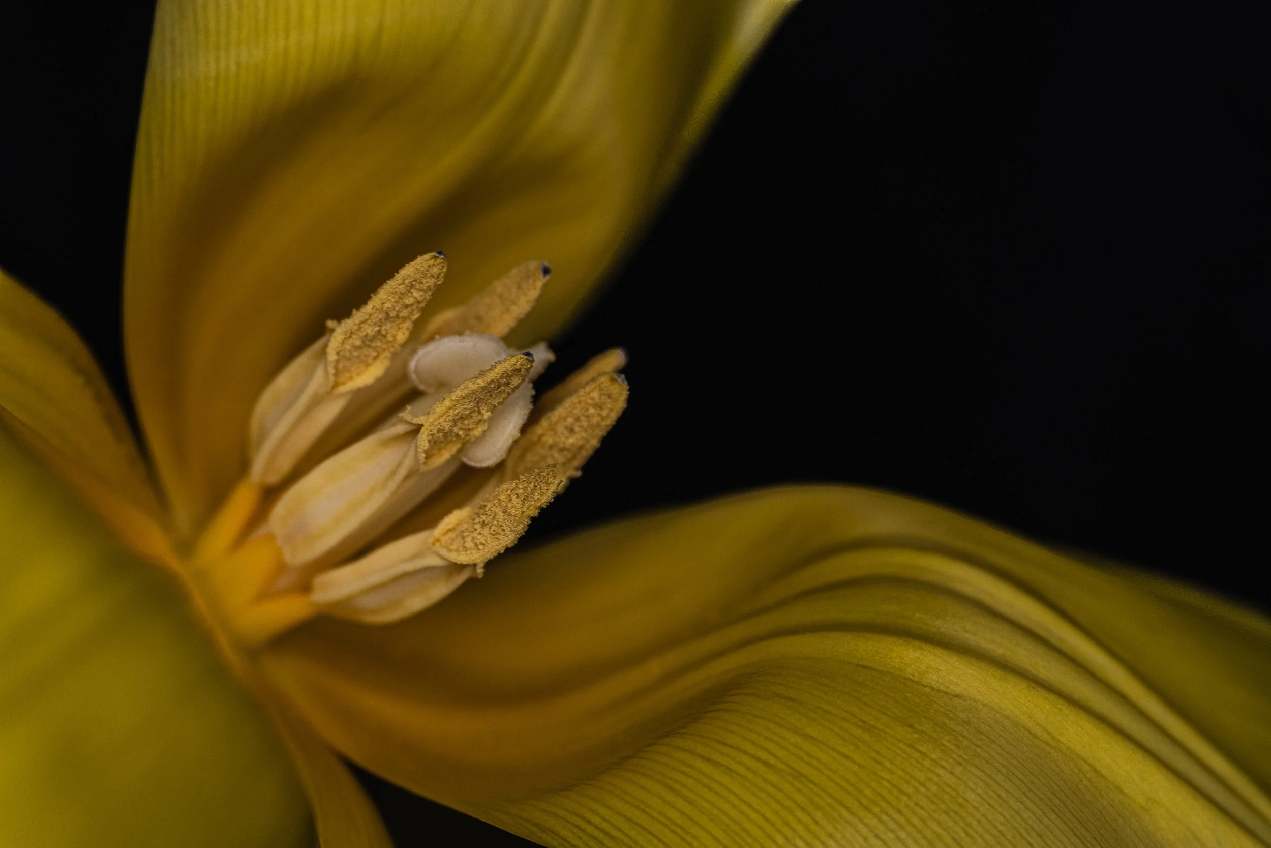 Golde tulip with detail 2875.jpg