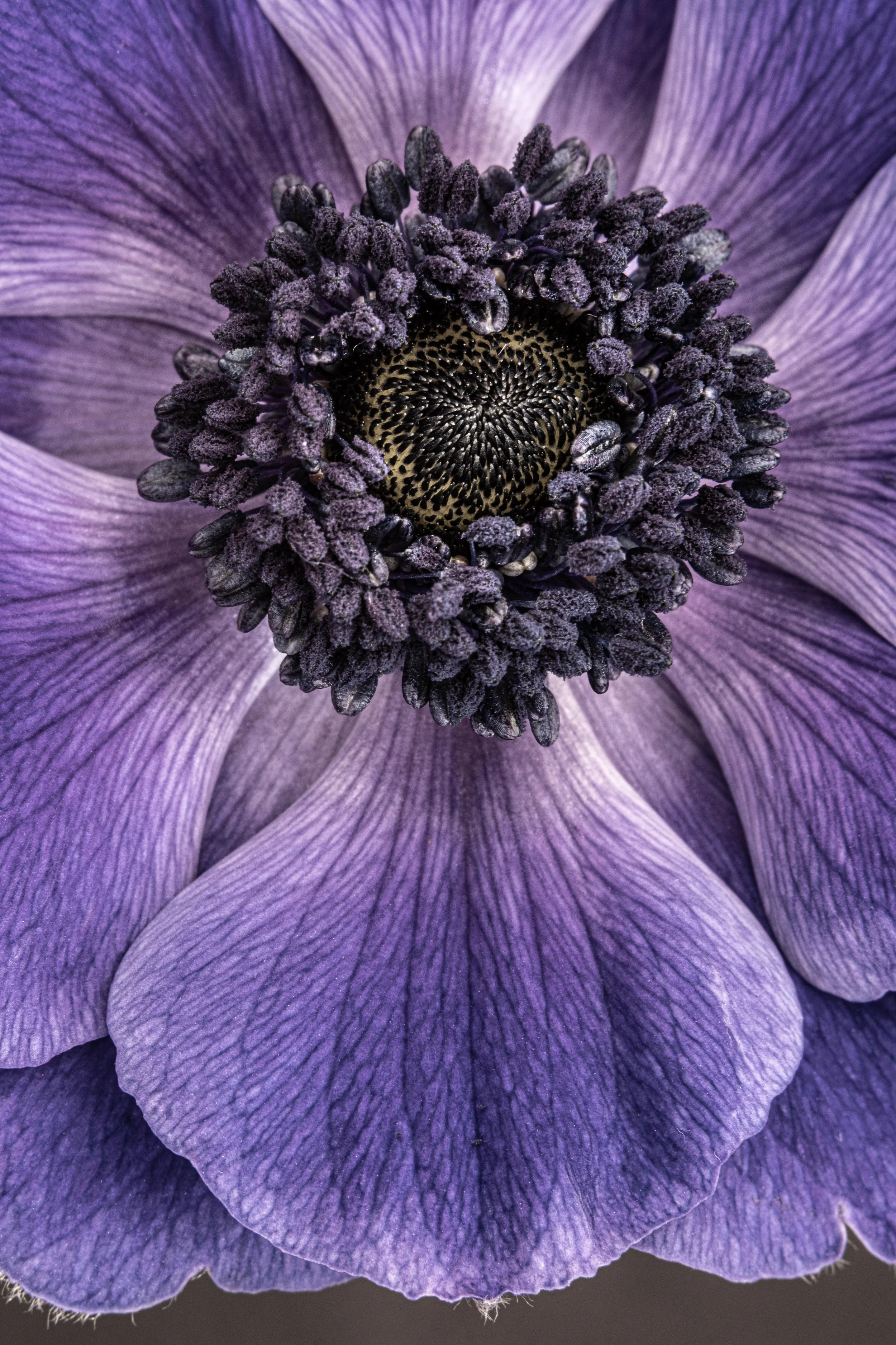 Lilac anemone 2354.jpg