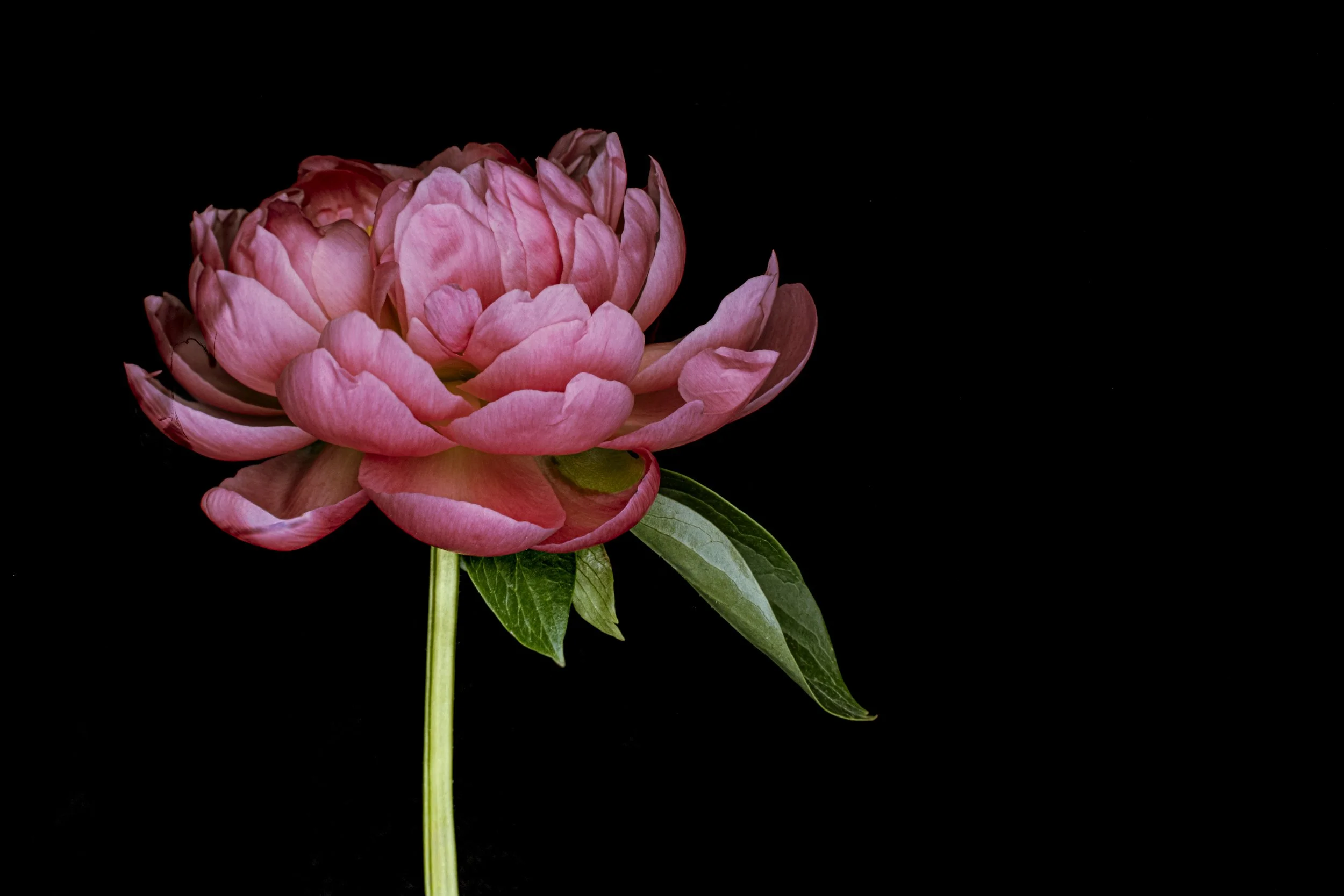 Peony 4715 Alys Walker Tinson.jpg
