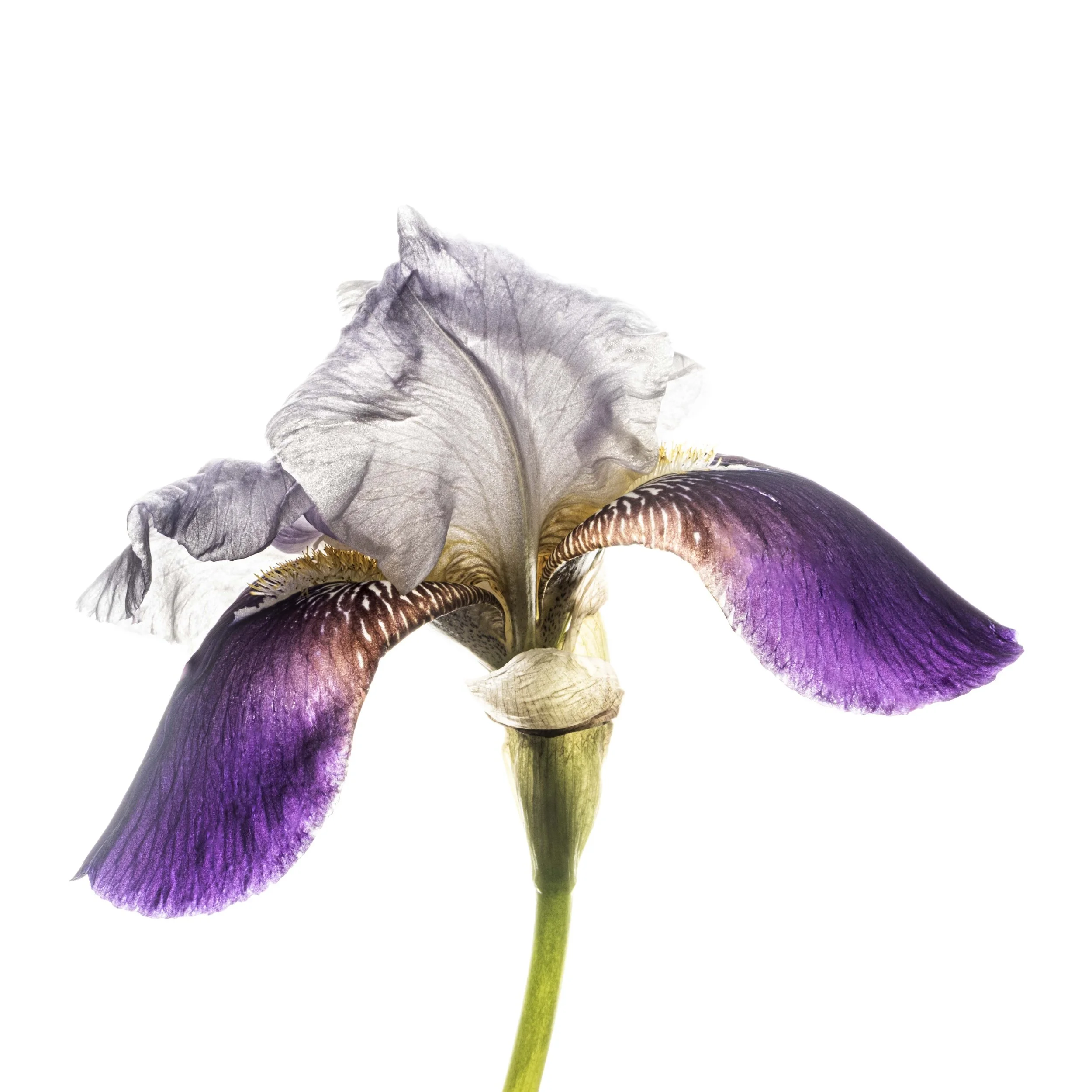 iris 5747 Alys Walker-Tinson 5922.jpg