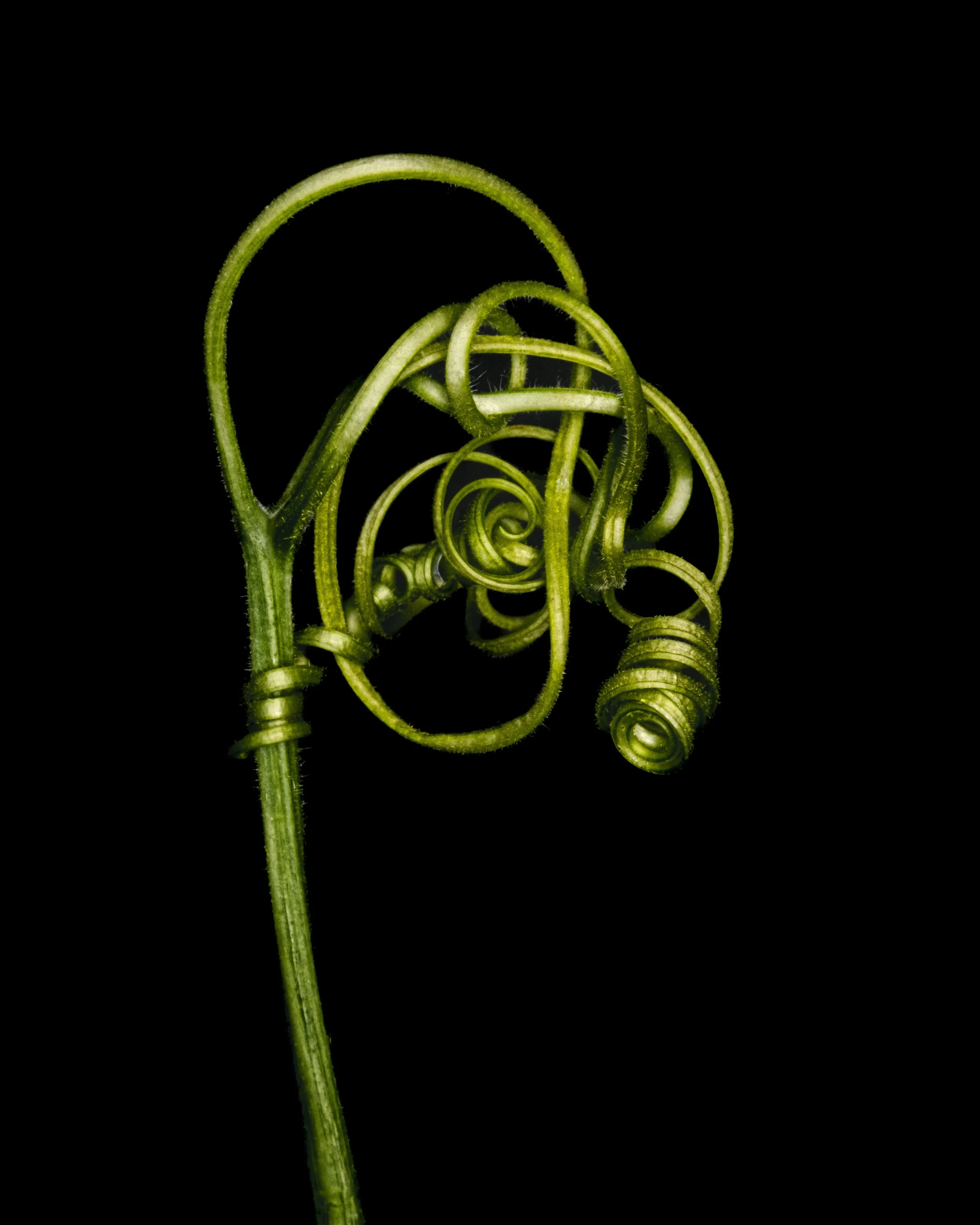 butternut squah tendril.jpg