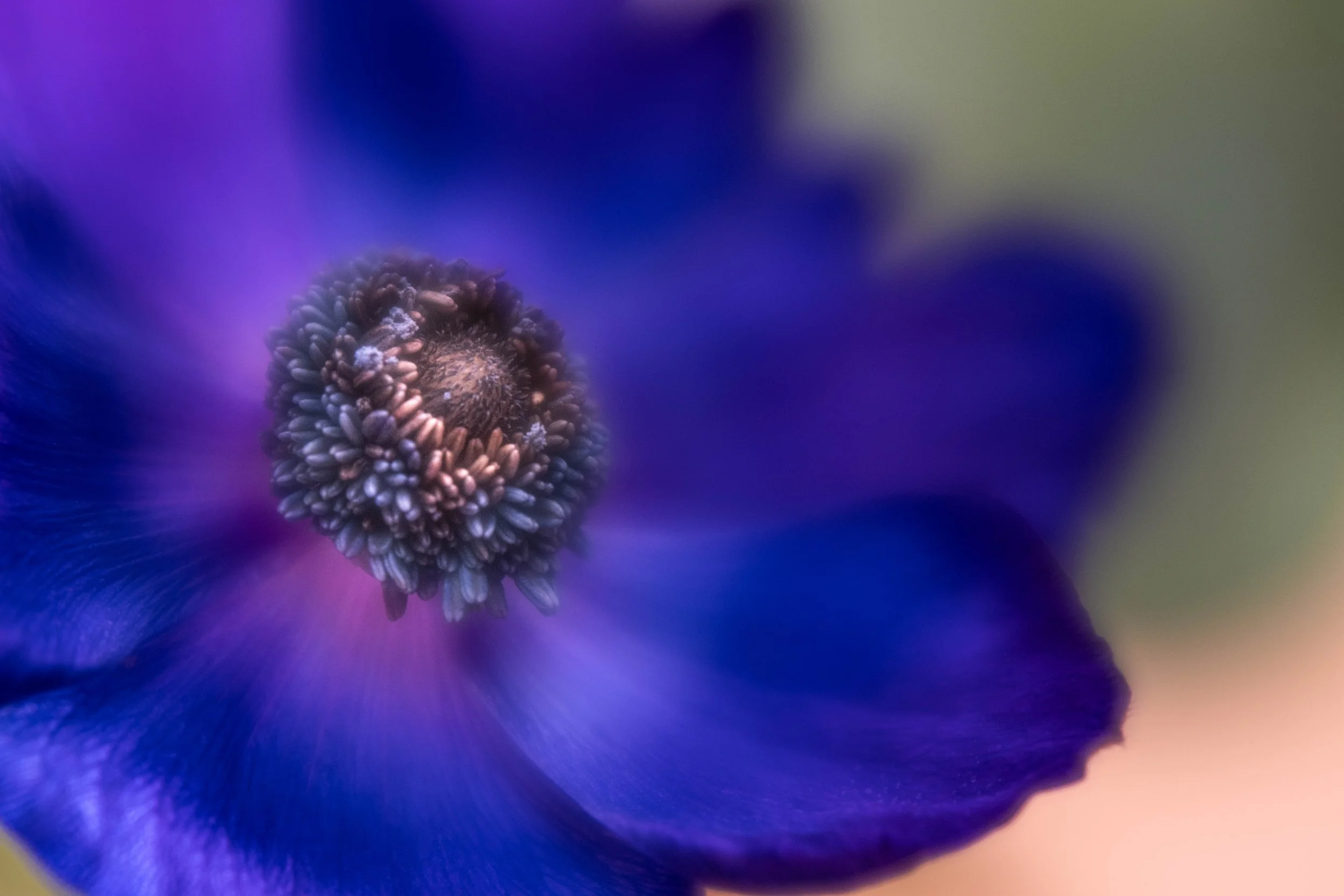 purple anemone 1978.jpg