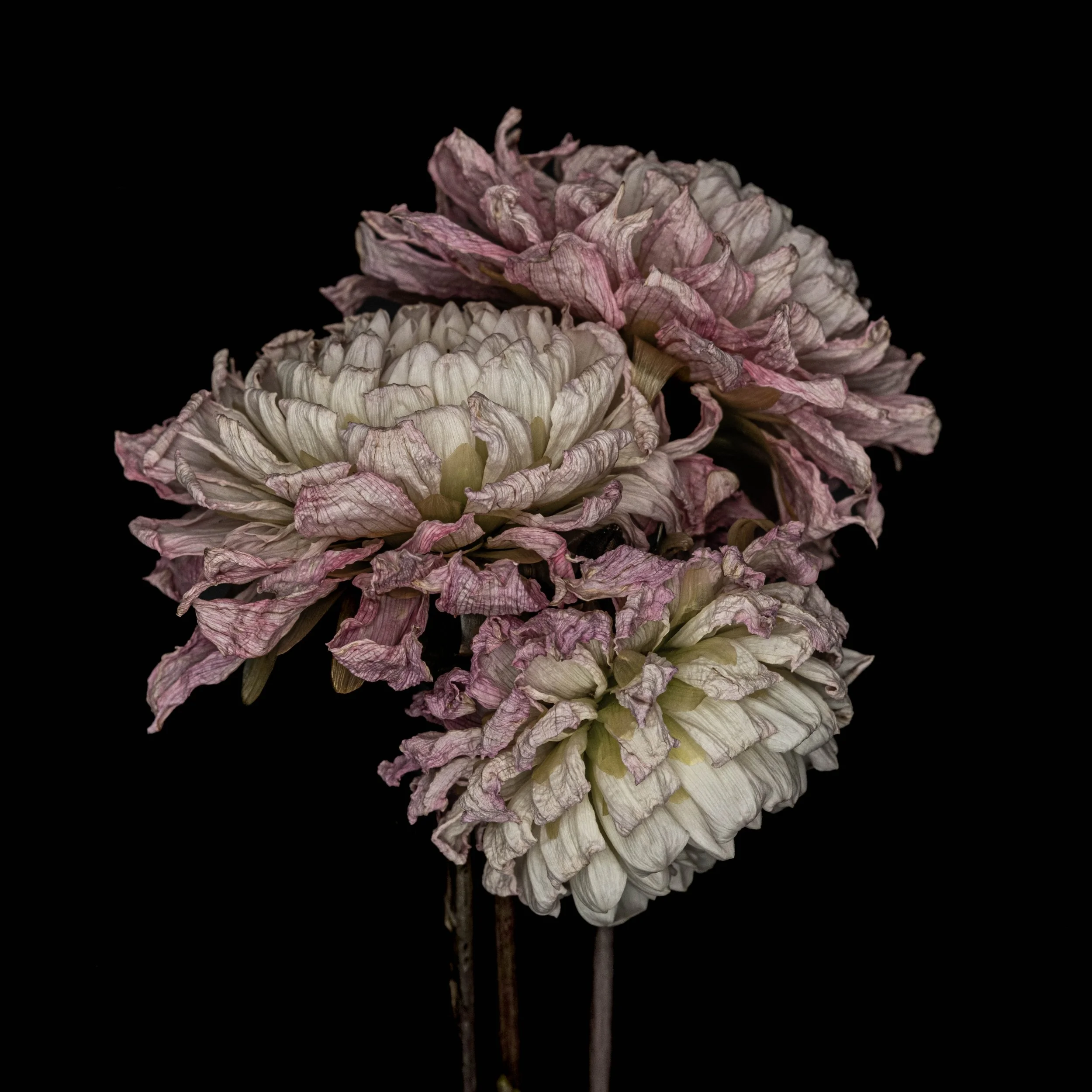 0906 # La Famille -  Alys Walker-Tinson.jpg