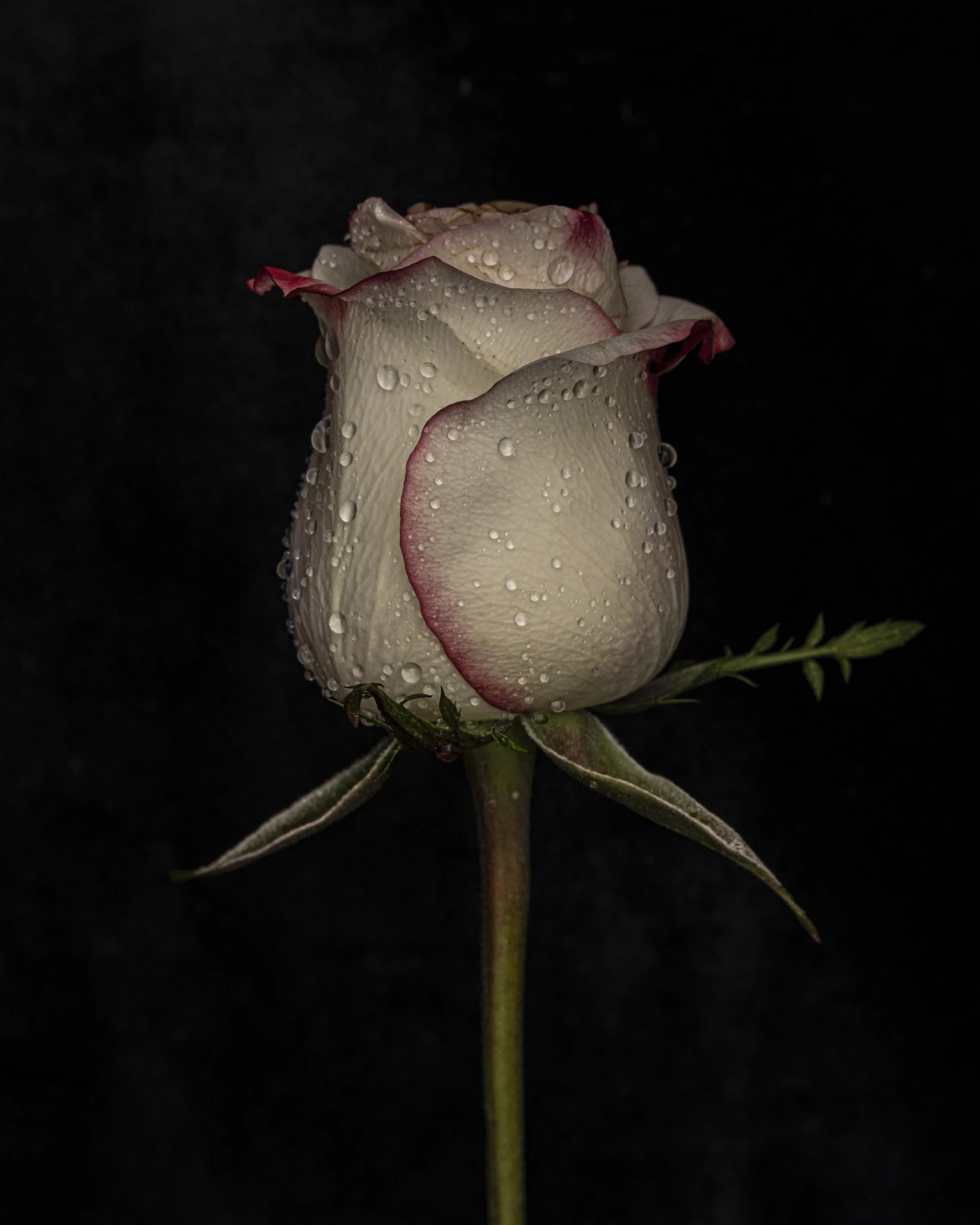 Walker.Tinson -Alys - scream rose with water drops.jpg
