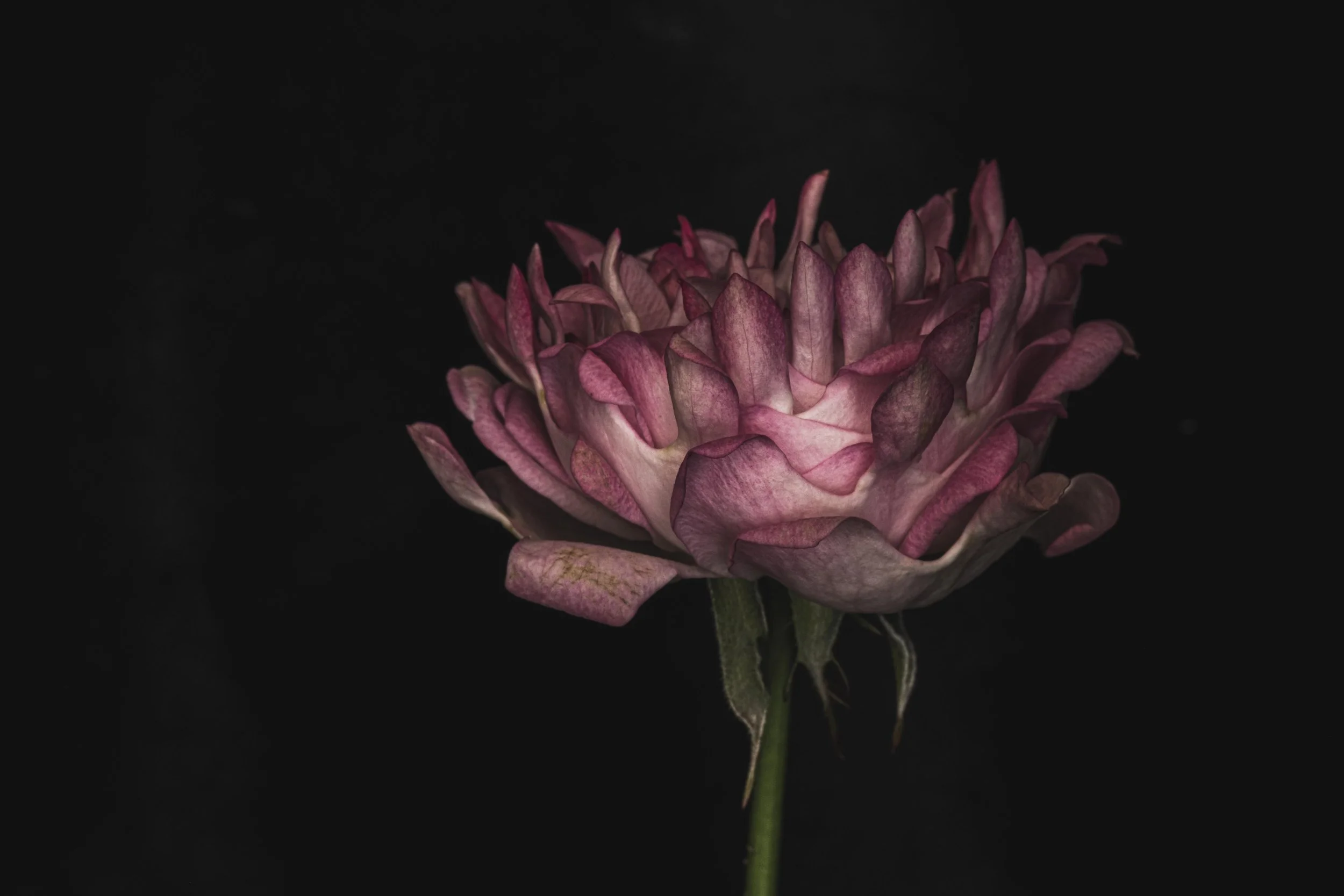 english rose D 6233 Alys Walker-Tinson  .jpg