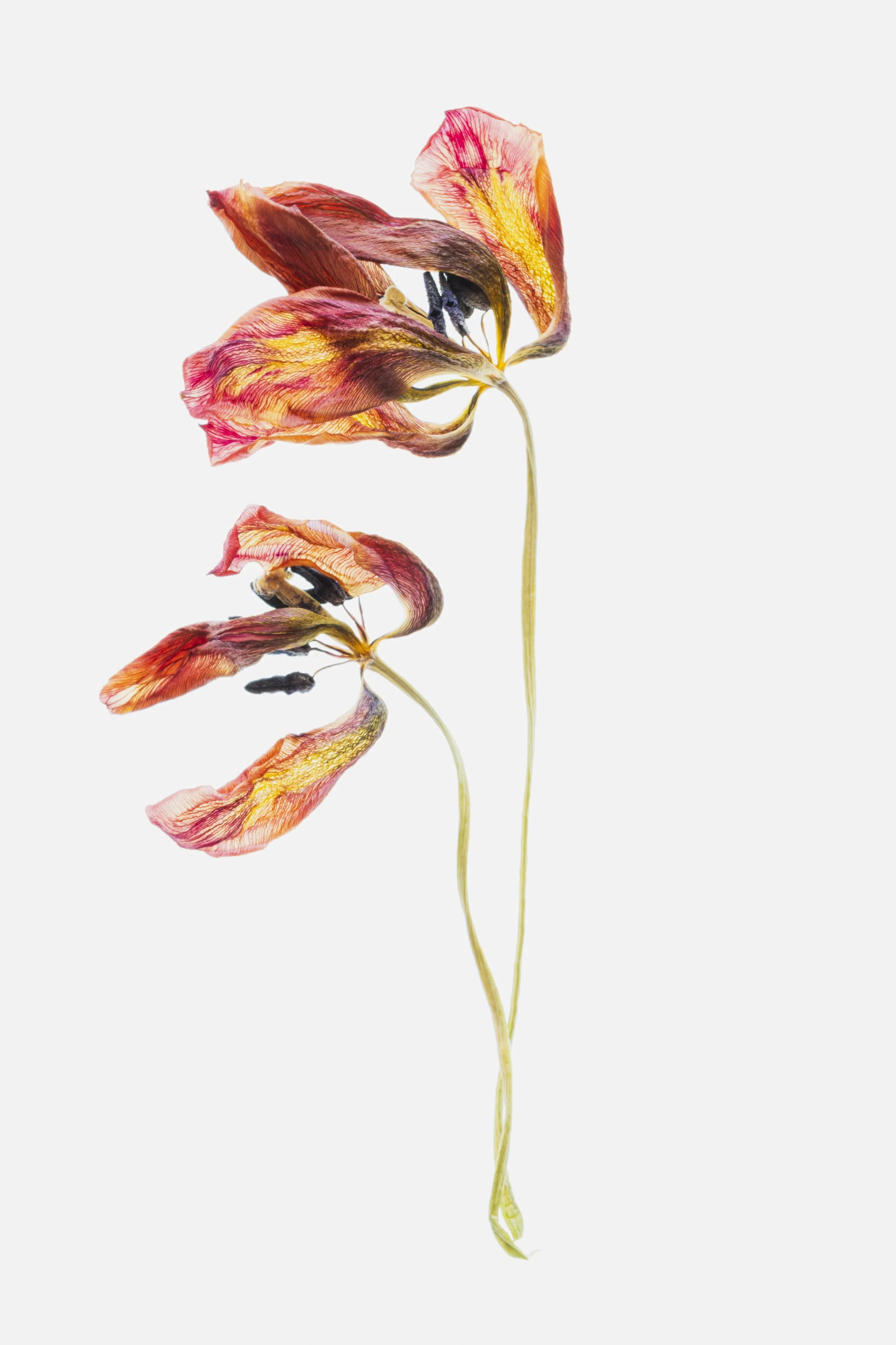 two Frail tulips 4371 Alys Walker Tinson.jpg