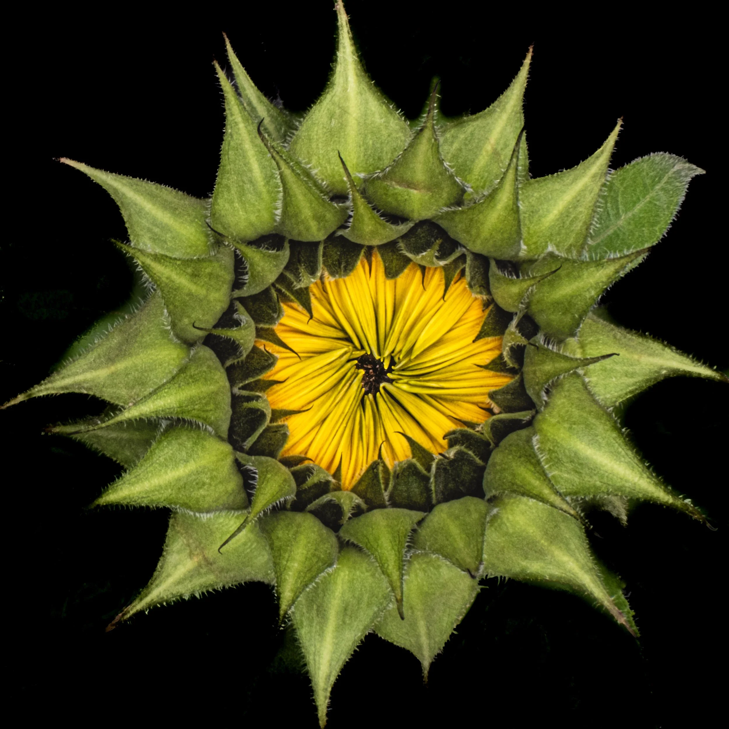 Sunflower 1790 .jpg