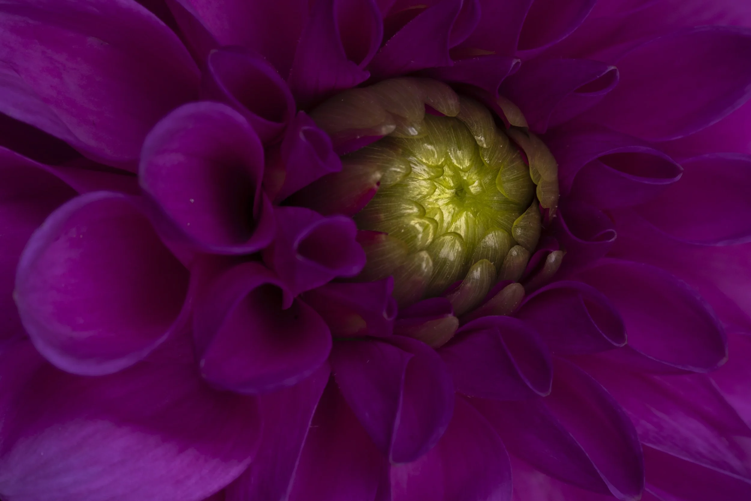 aug 2026 purple dahlia close up.jpg