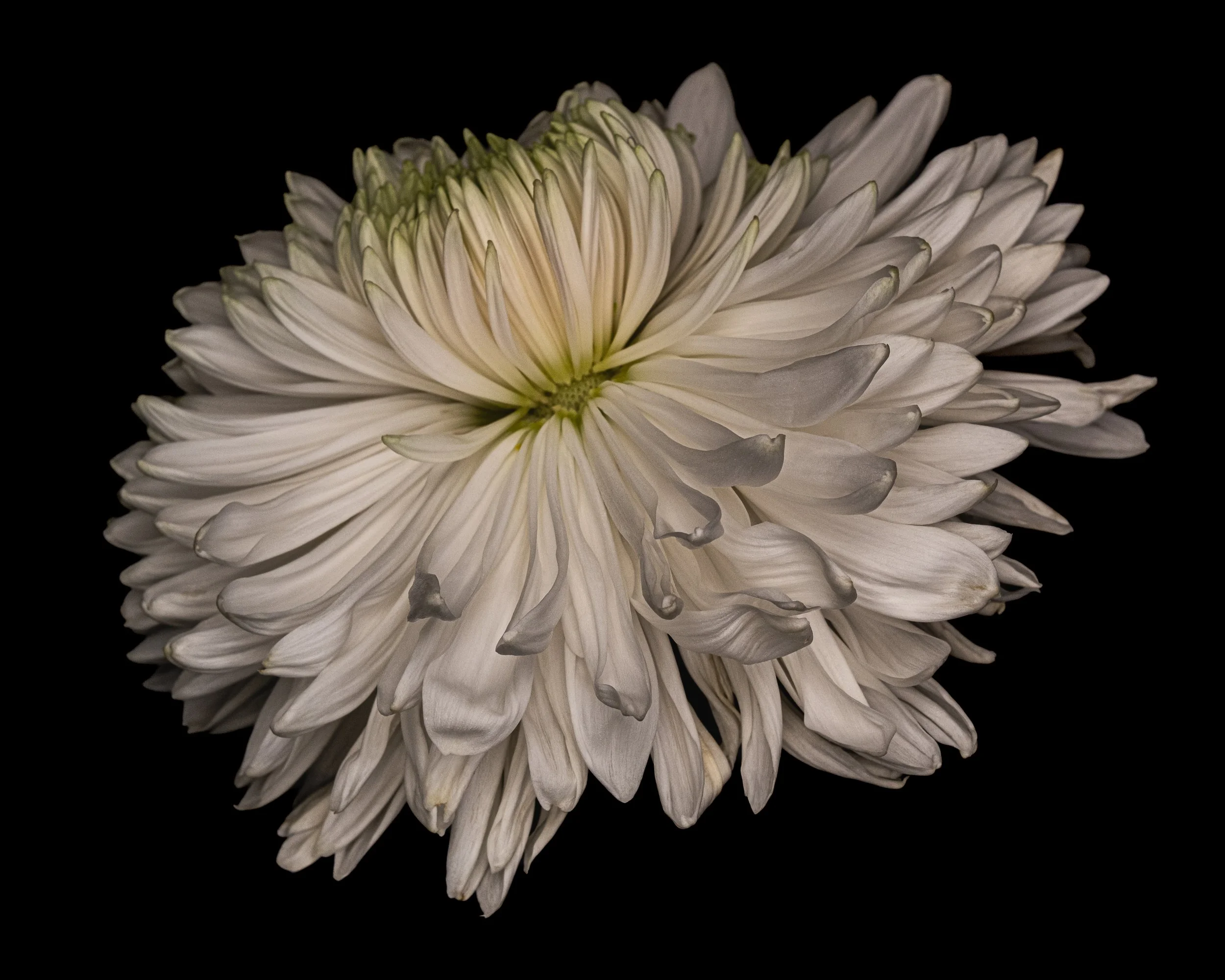 chrysanthemum final 1357.jpg