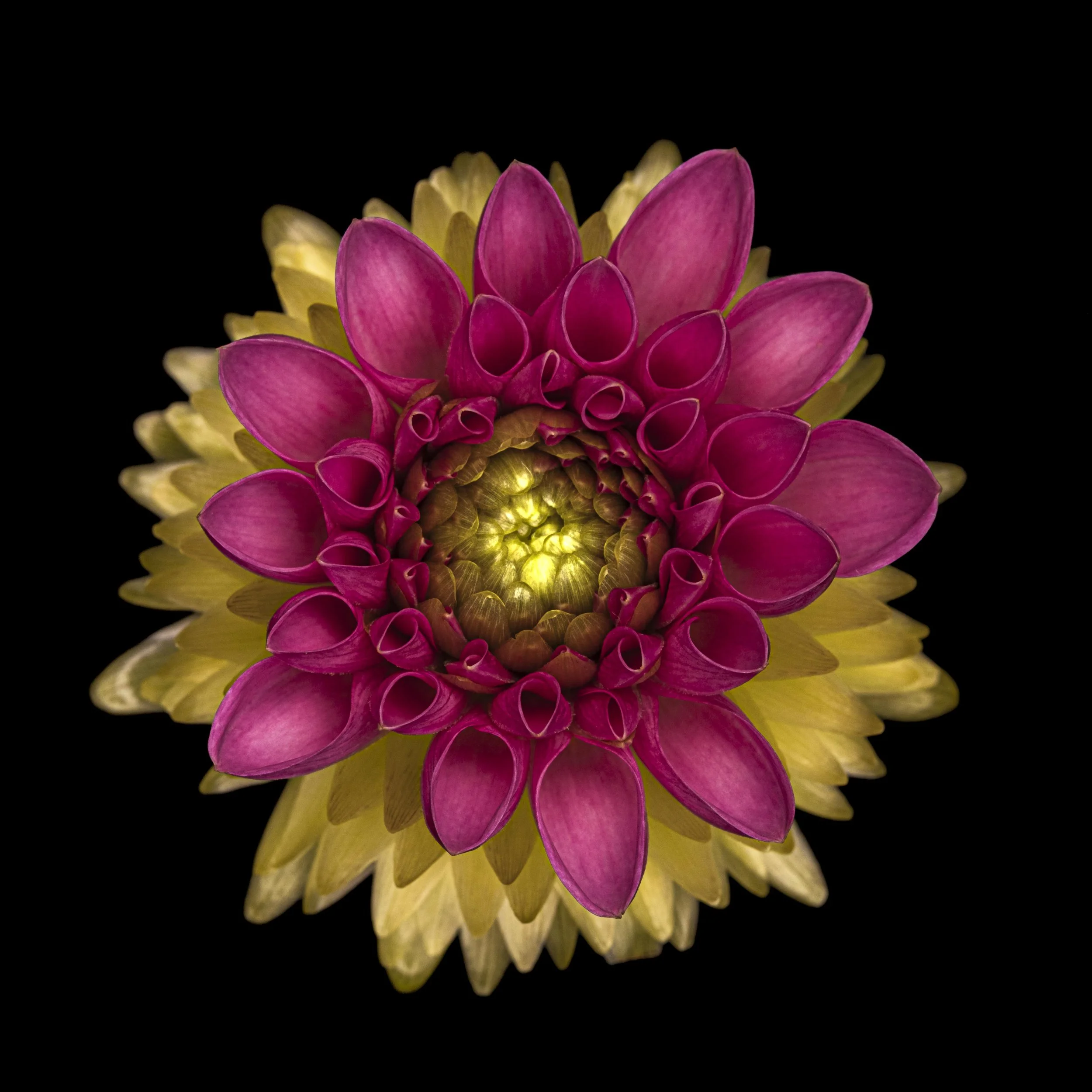 and another dahlia.jpg