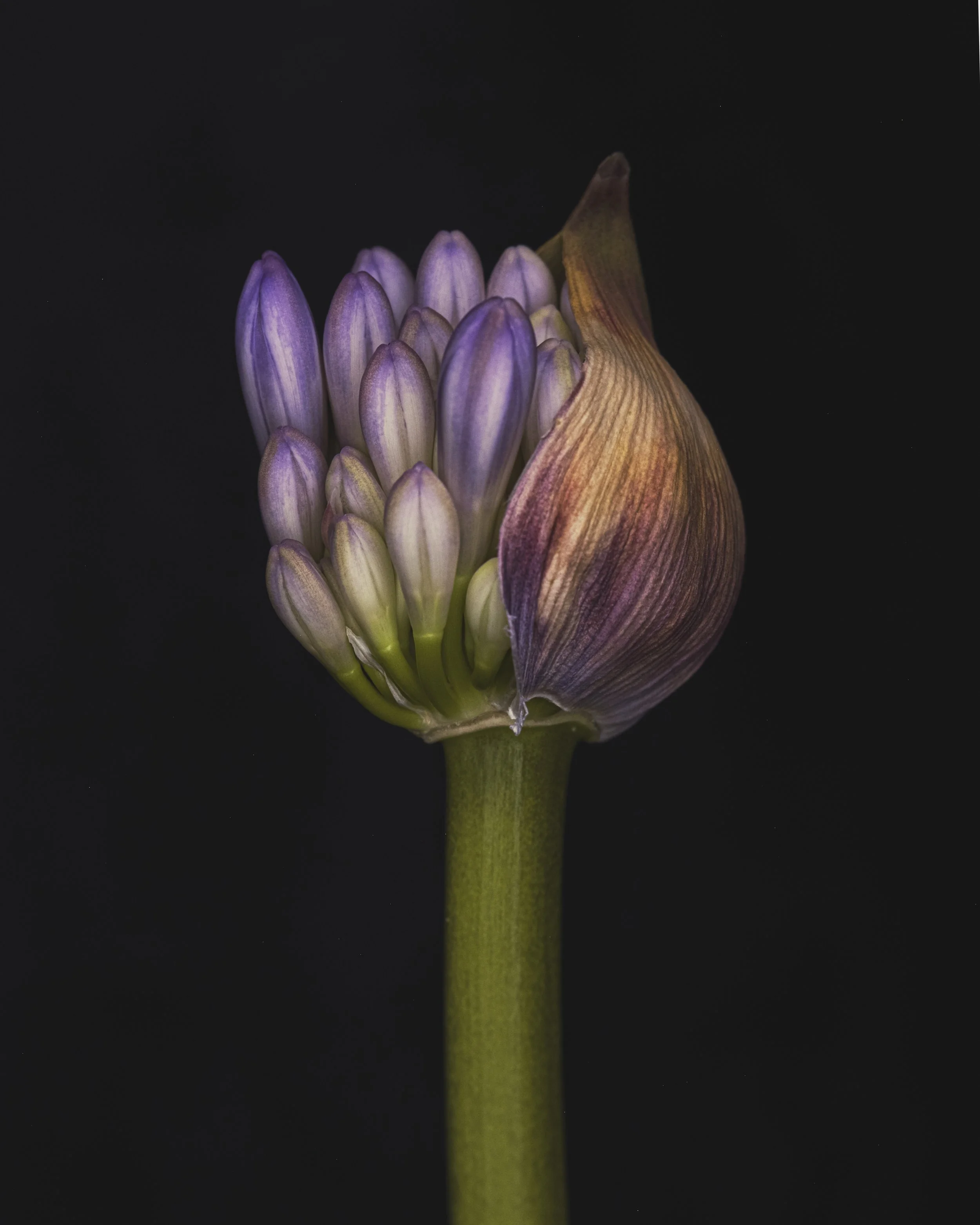 Walker.Tinson -Alys - HDR agapanthus.jpg