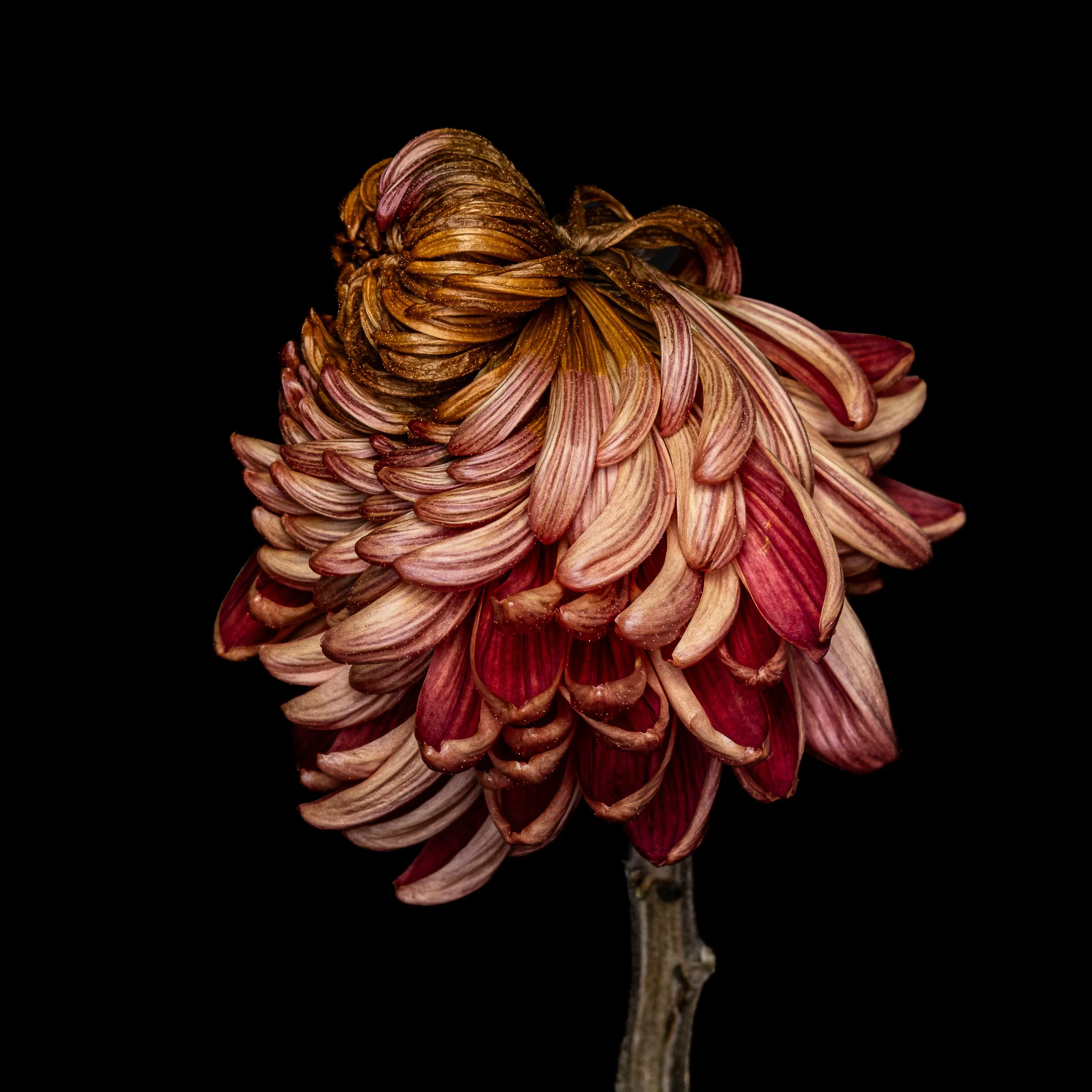 fading chrysanthemum 1045.jpg