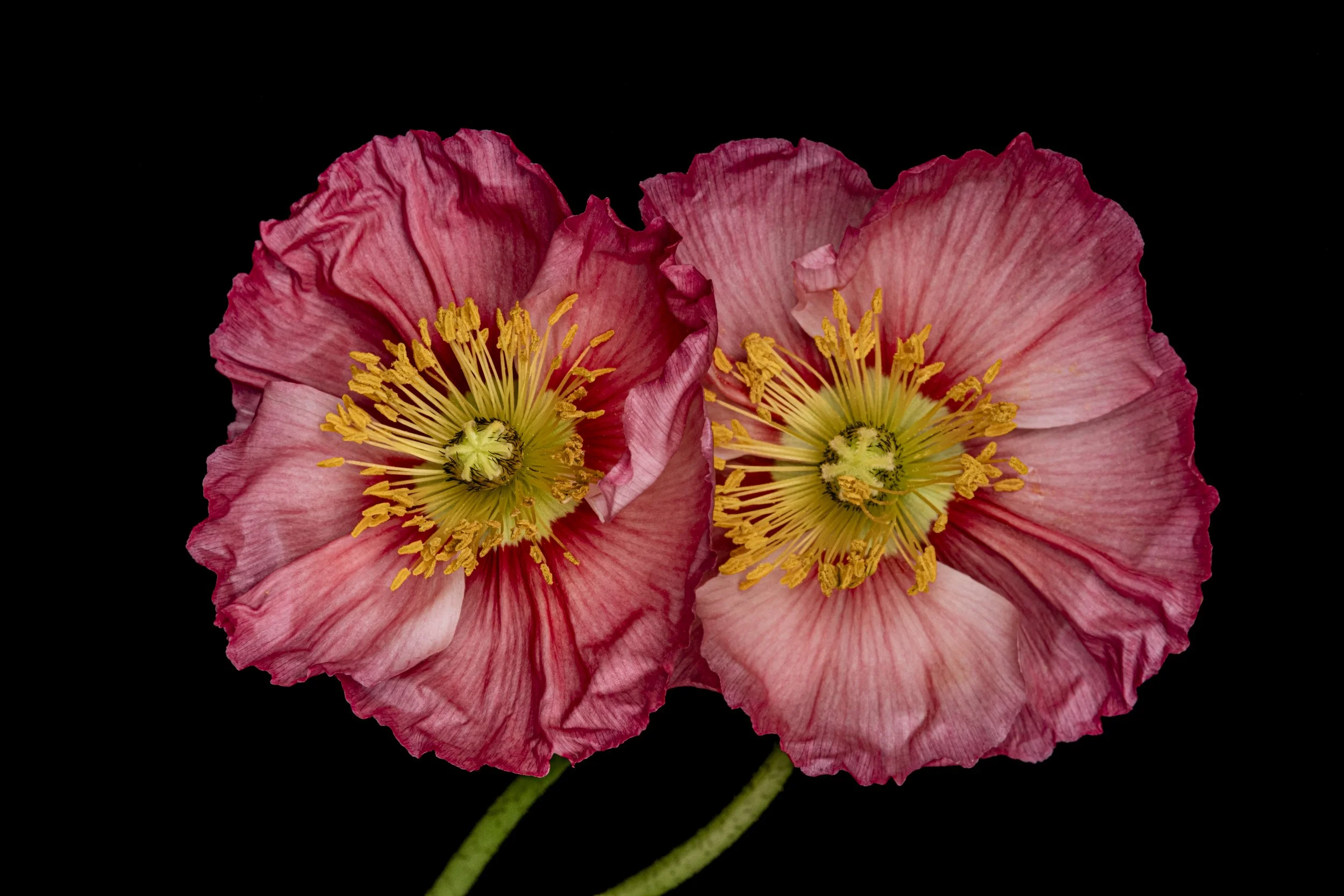 Double Trouble poppies 4233  Alys Walker Tinson.jpg
