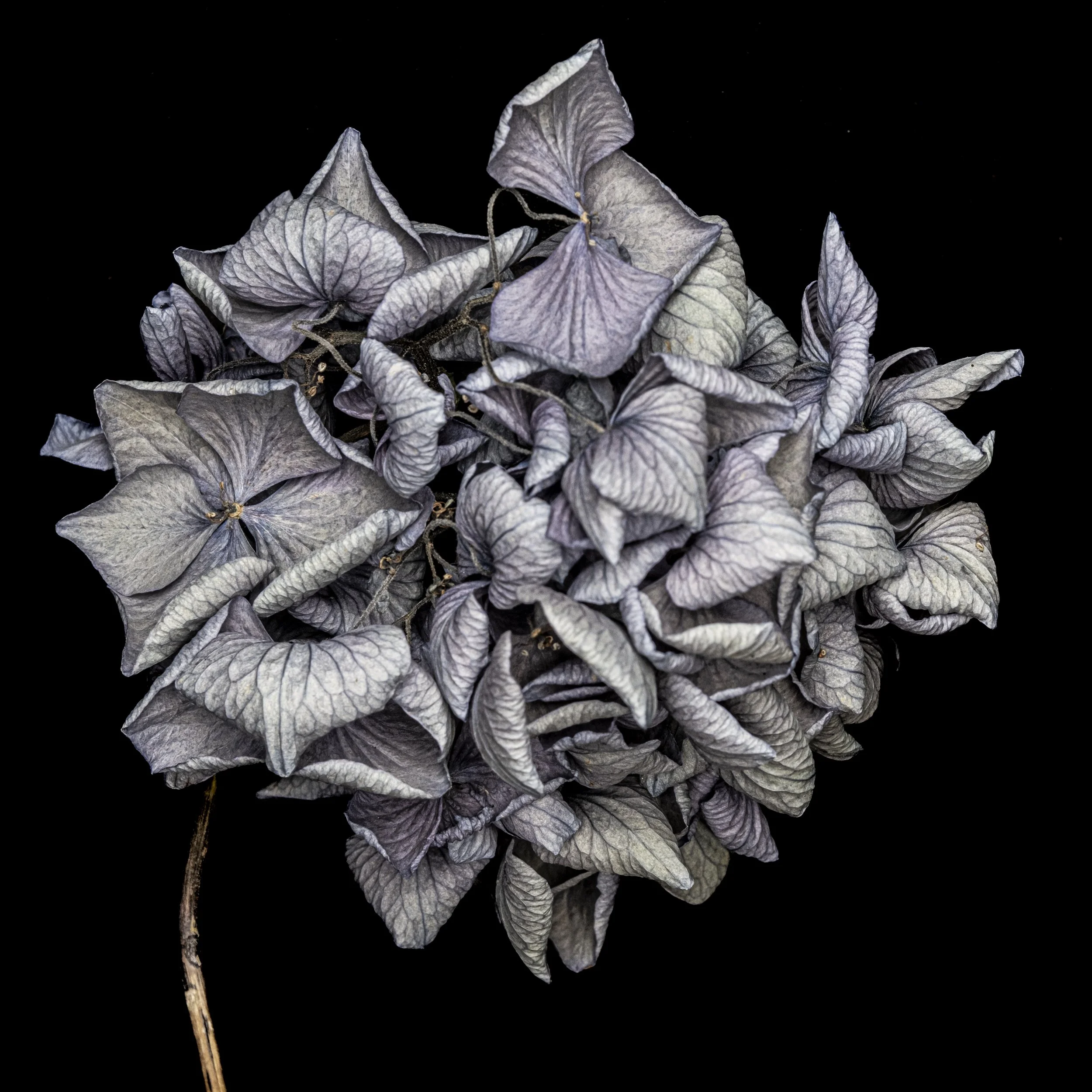 Hydrangea 4499 for sale.jpg