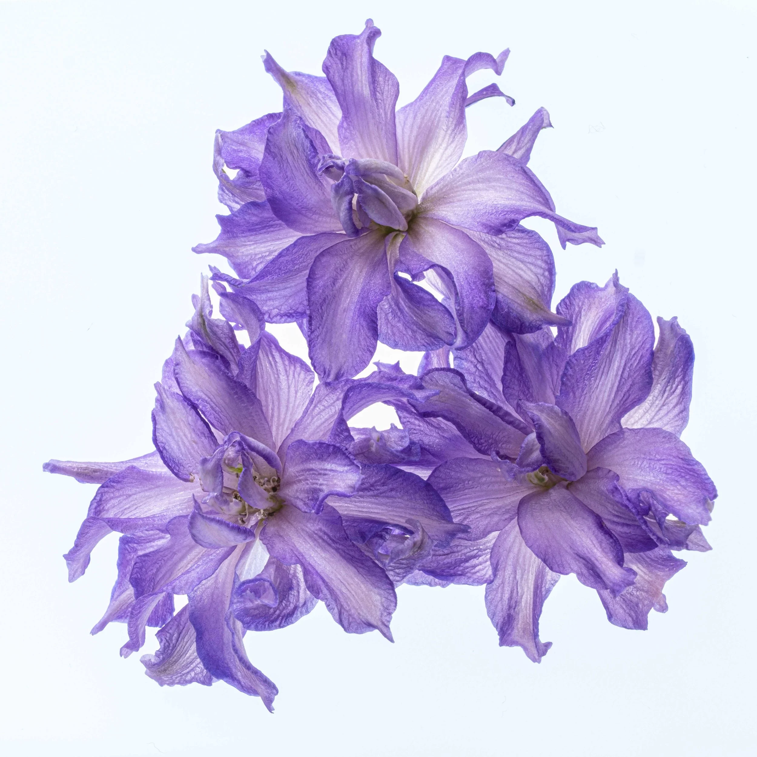 delphinium 6155 Alys Walker-Tinson  .jpg