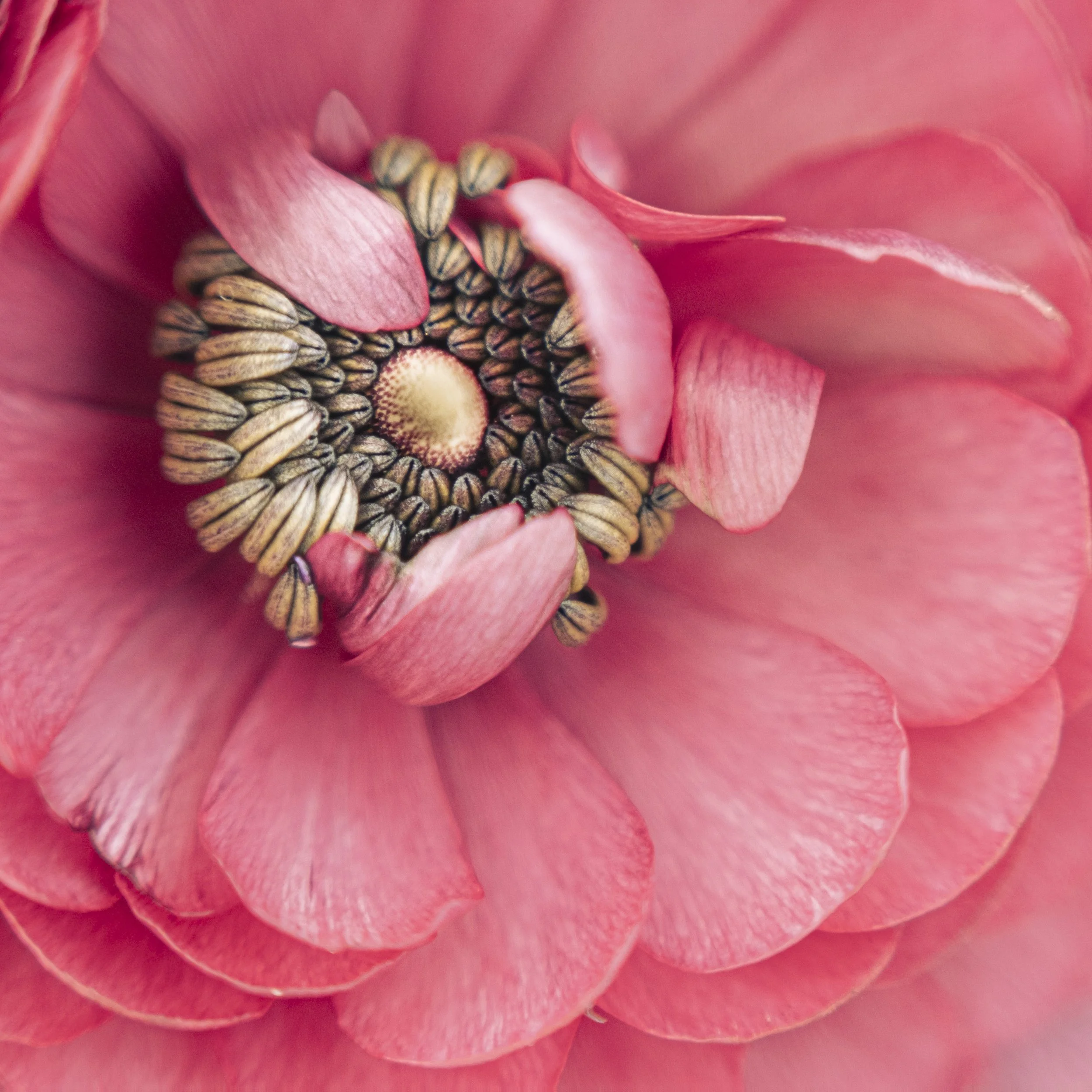 Ranunculus centre 20-3-23.jpg