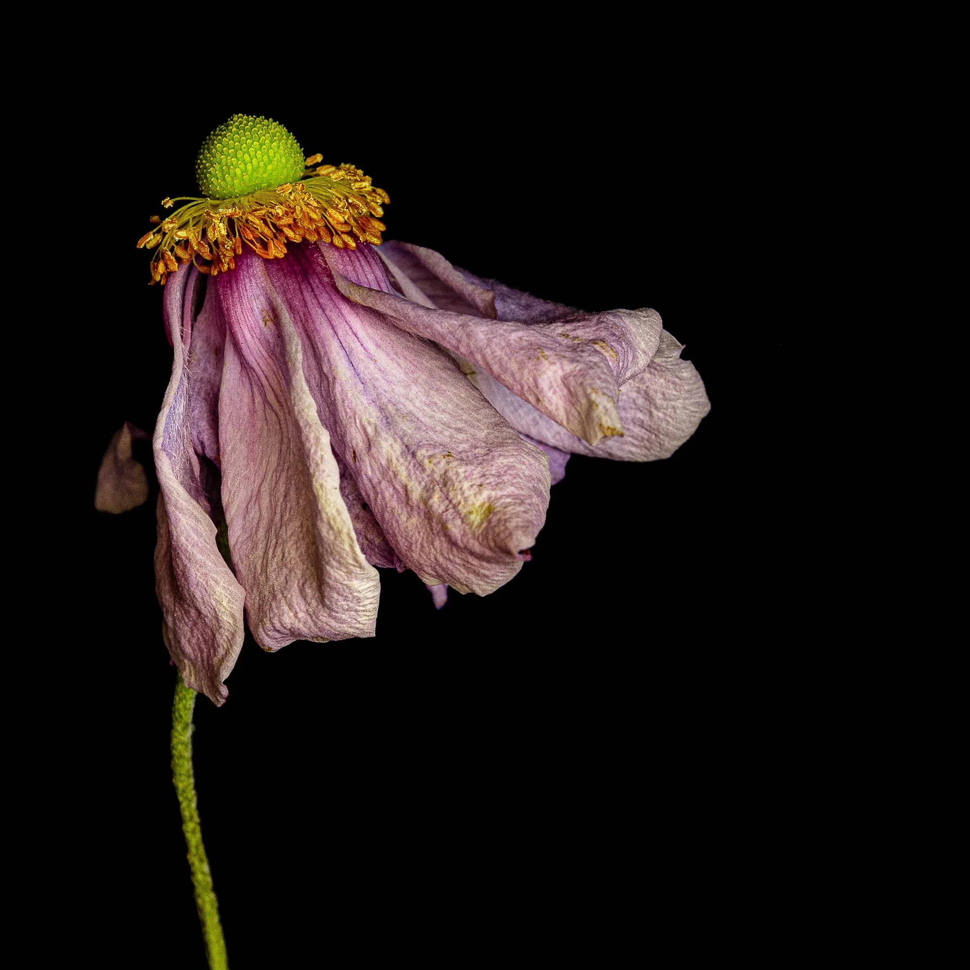 ELEGANCE- Alys Walker-Tinson.jpg