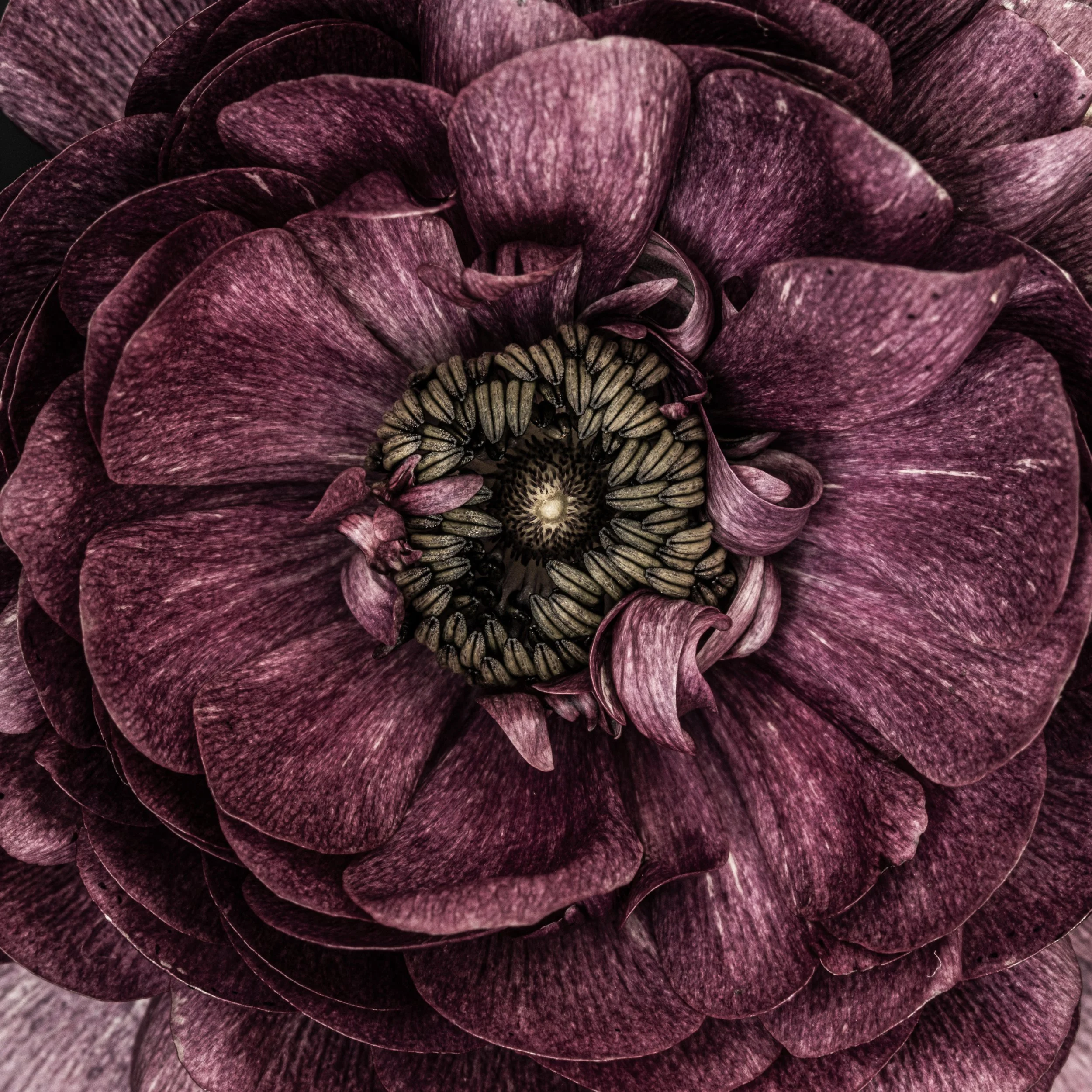 Burgundy ranunculus.jpg