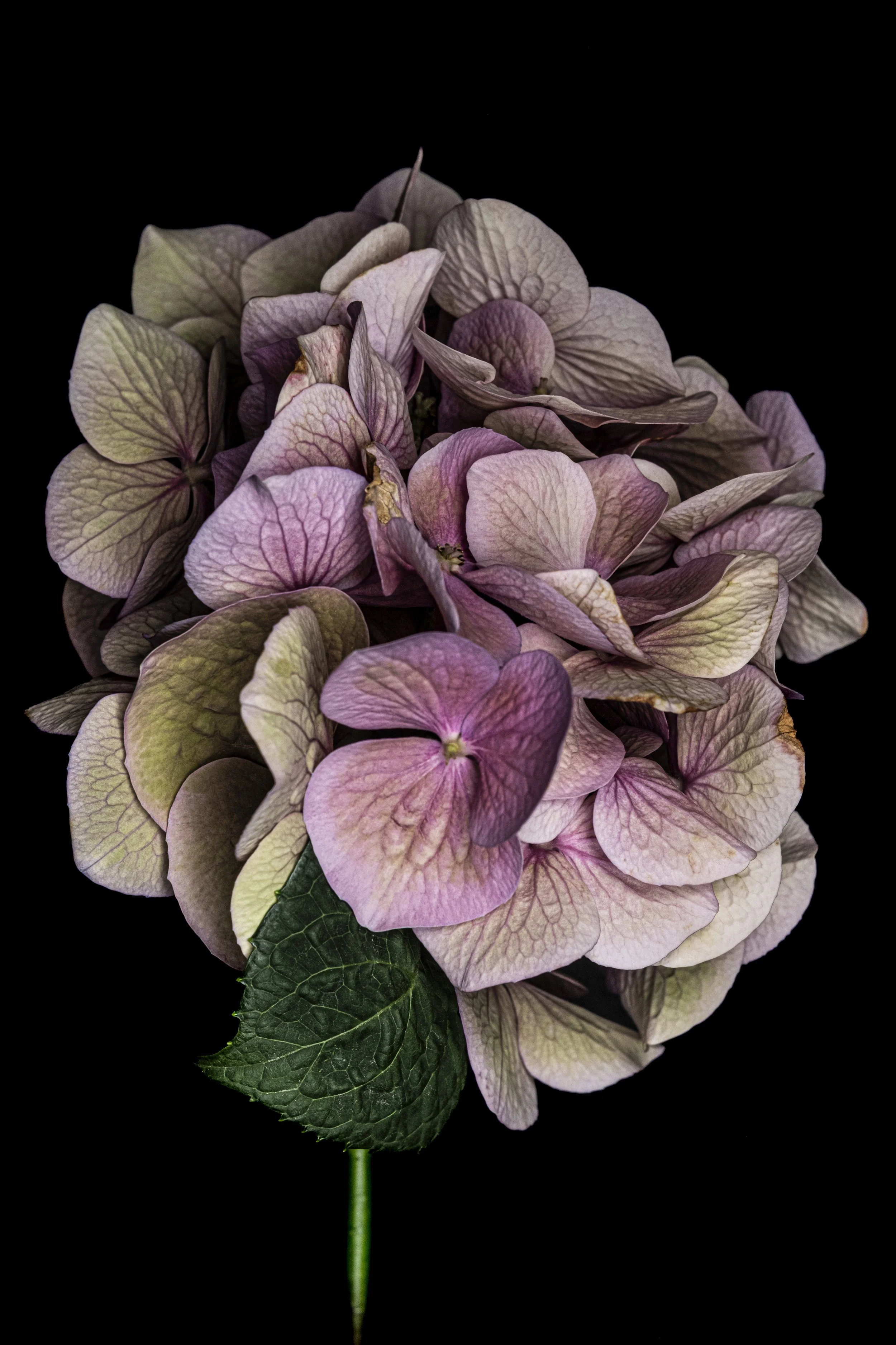 La Beauté de la Maturité