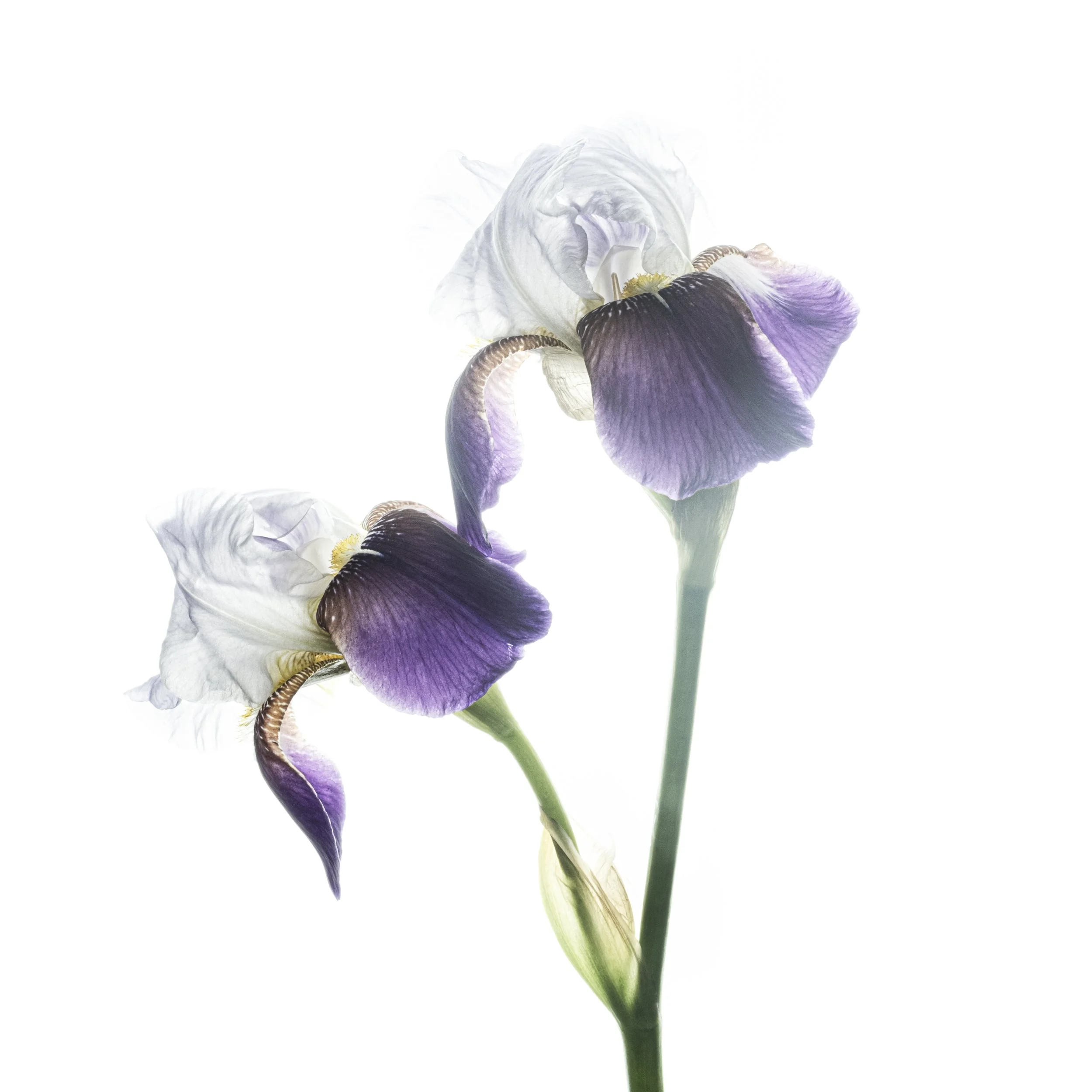 double iris 5664 Alys Walker Tinson.jpg