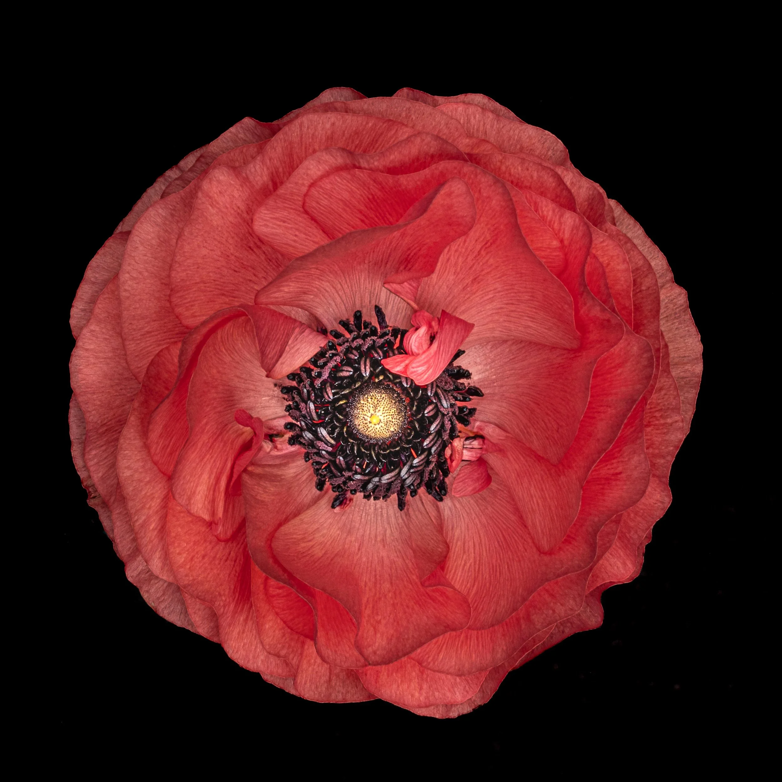 Coral Ranunculus 2501.jpg