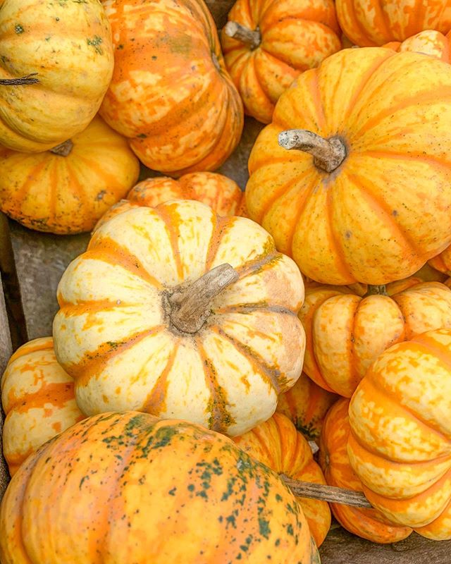 Pumpkin season 🧡 #madeinhygge #October #fall #pumpkin #upstate #fall