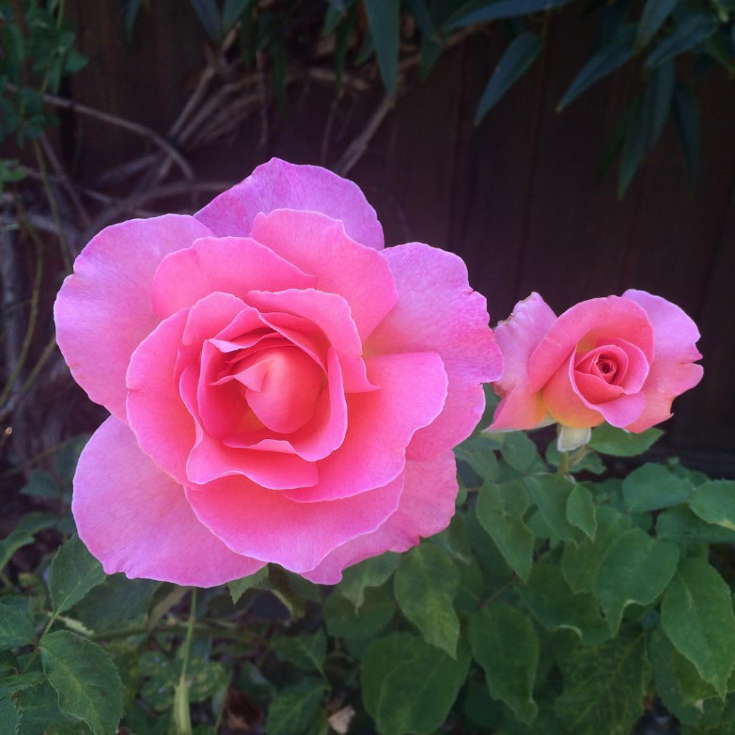 Screen Shot 2019-01-28 at 8.55.45 PM.png