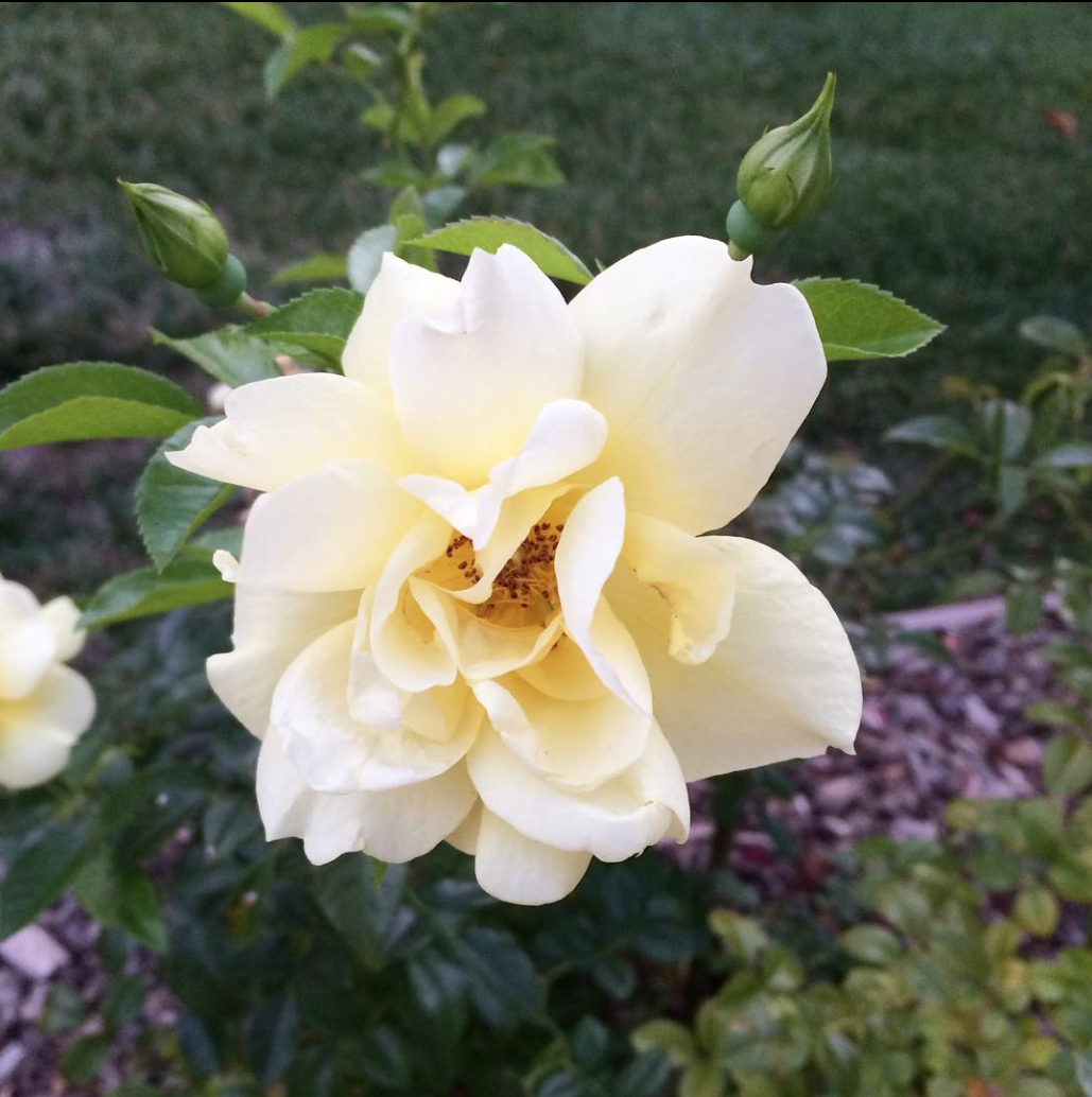 Screen Shot 2019-01-28 at 8.55.57 PM.png