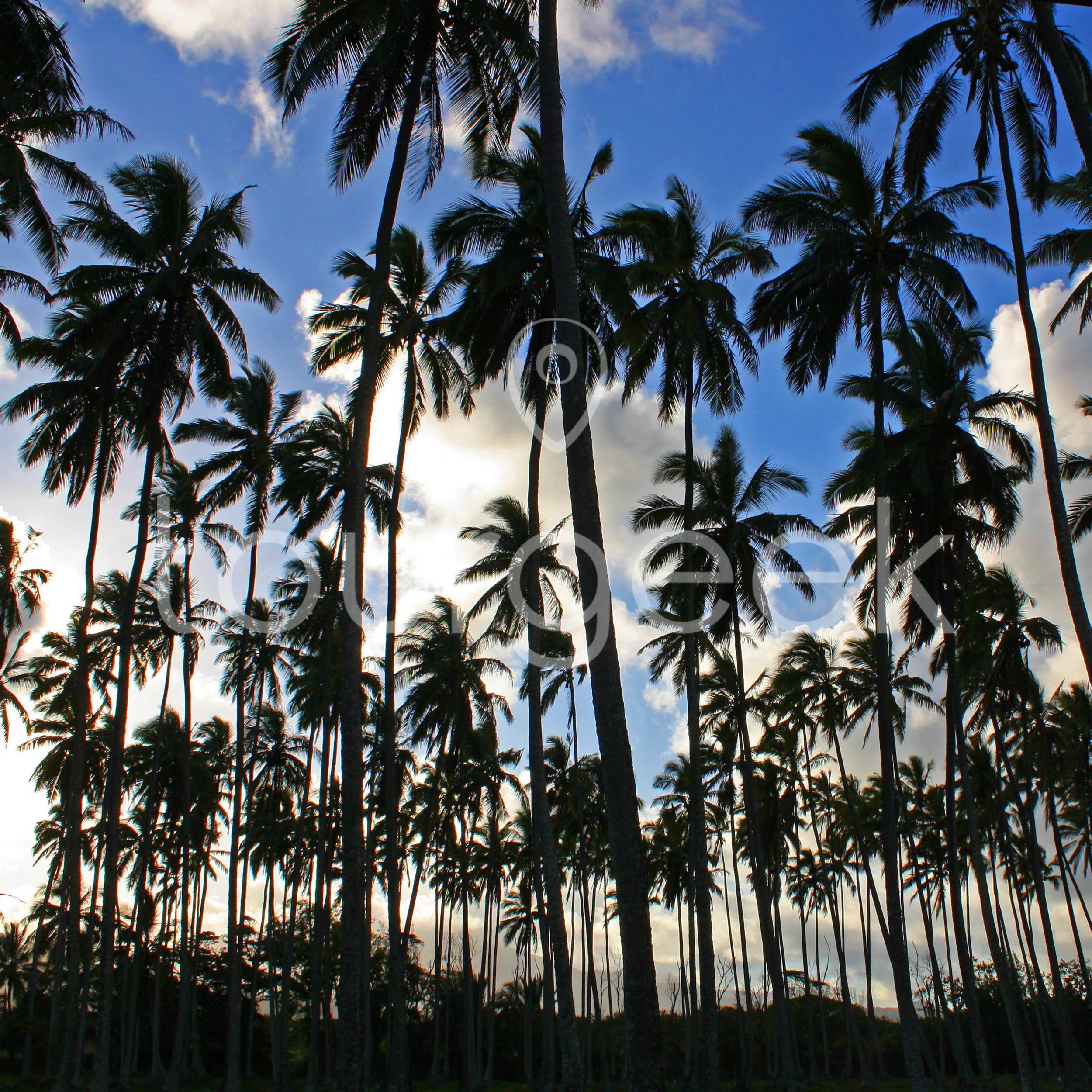 Palms, Hawaii
