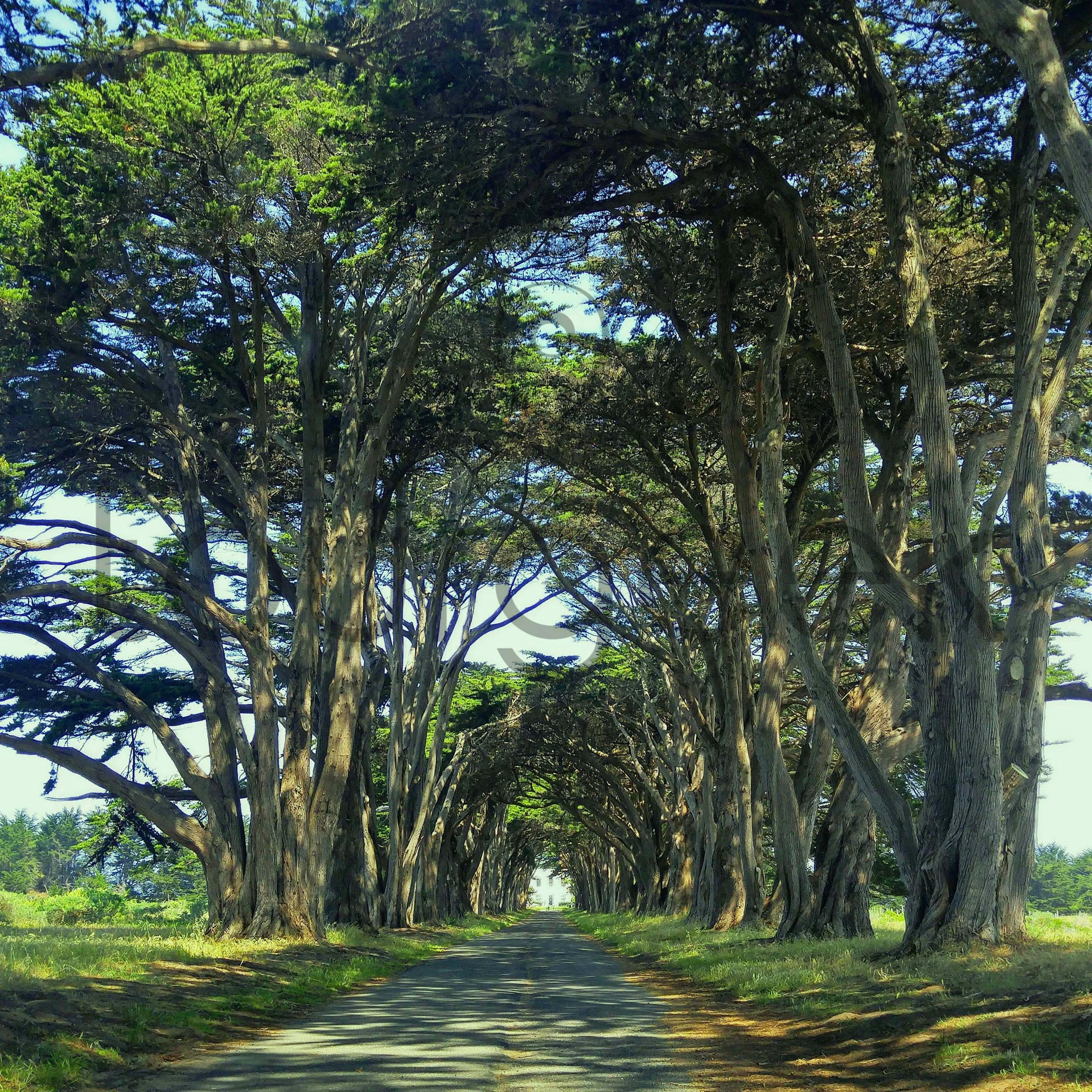 Cypress Tree Tunnel, Point Reyes