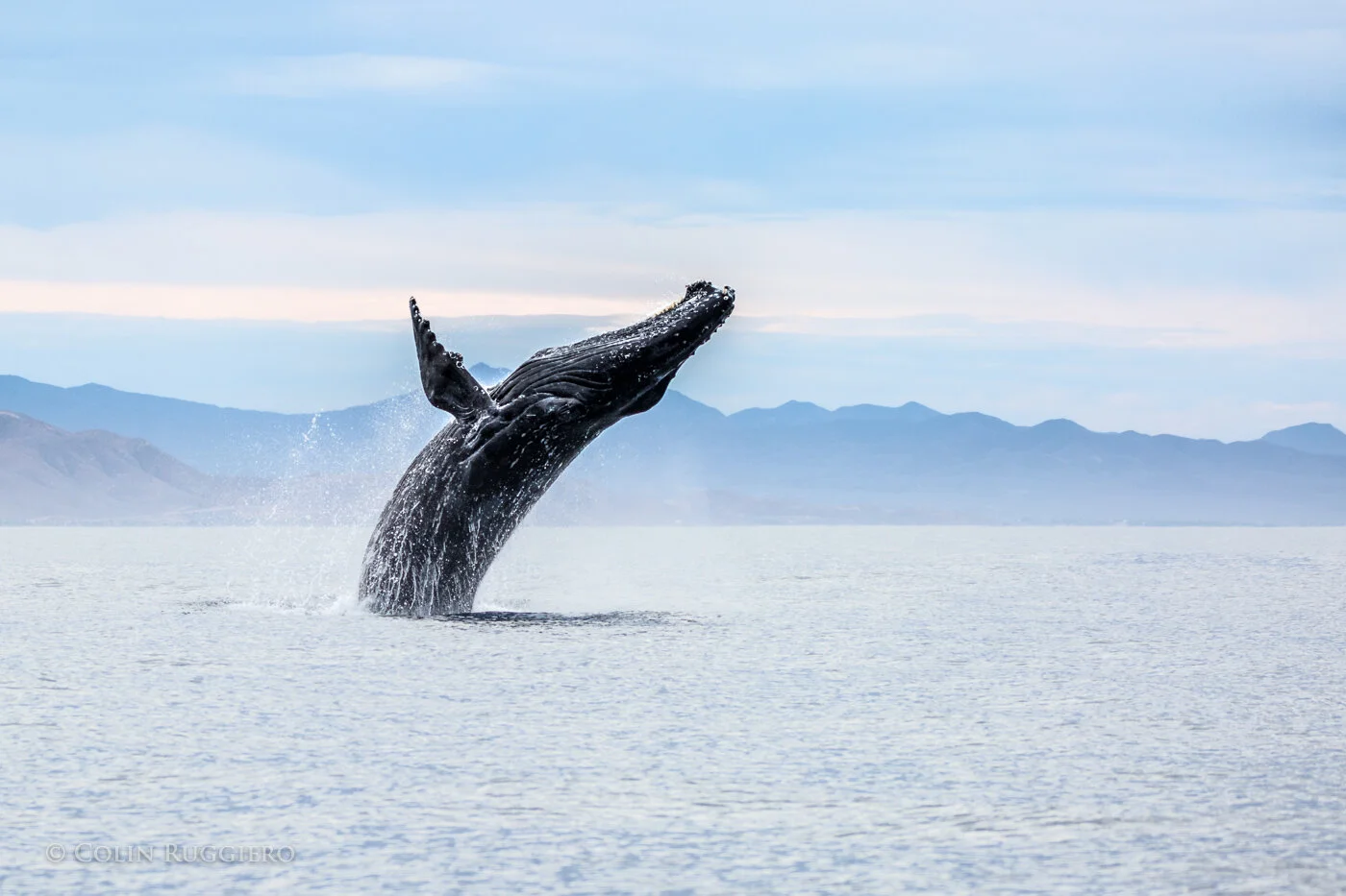 Whale Watching.