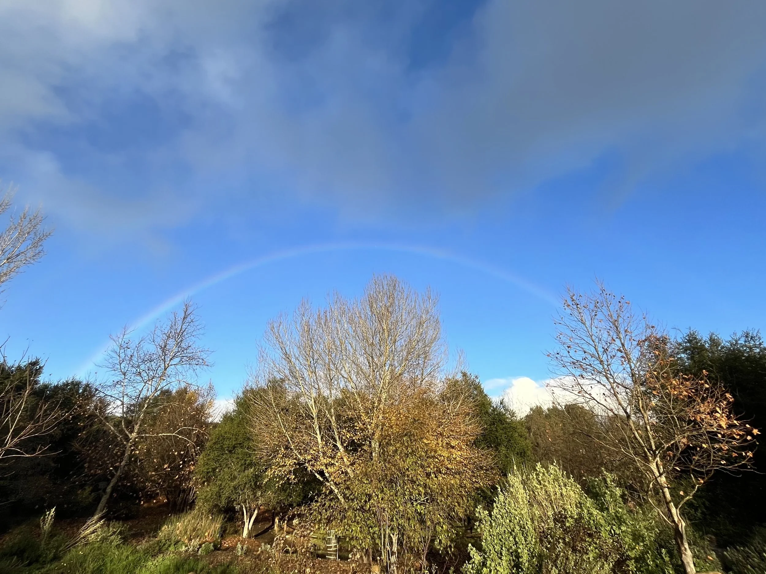 Forest Bathing: Santa Ynez Valley Botanic Garden