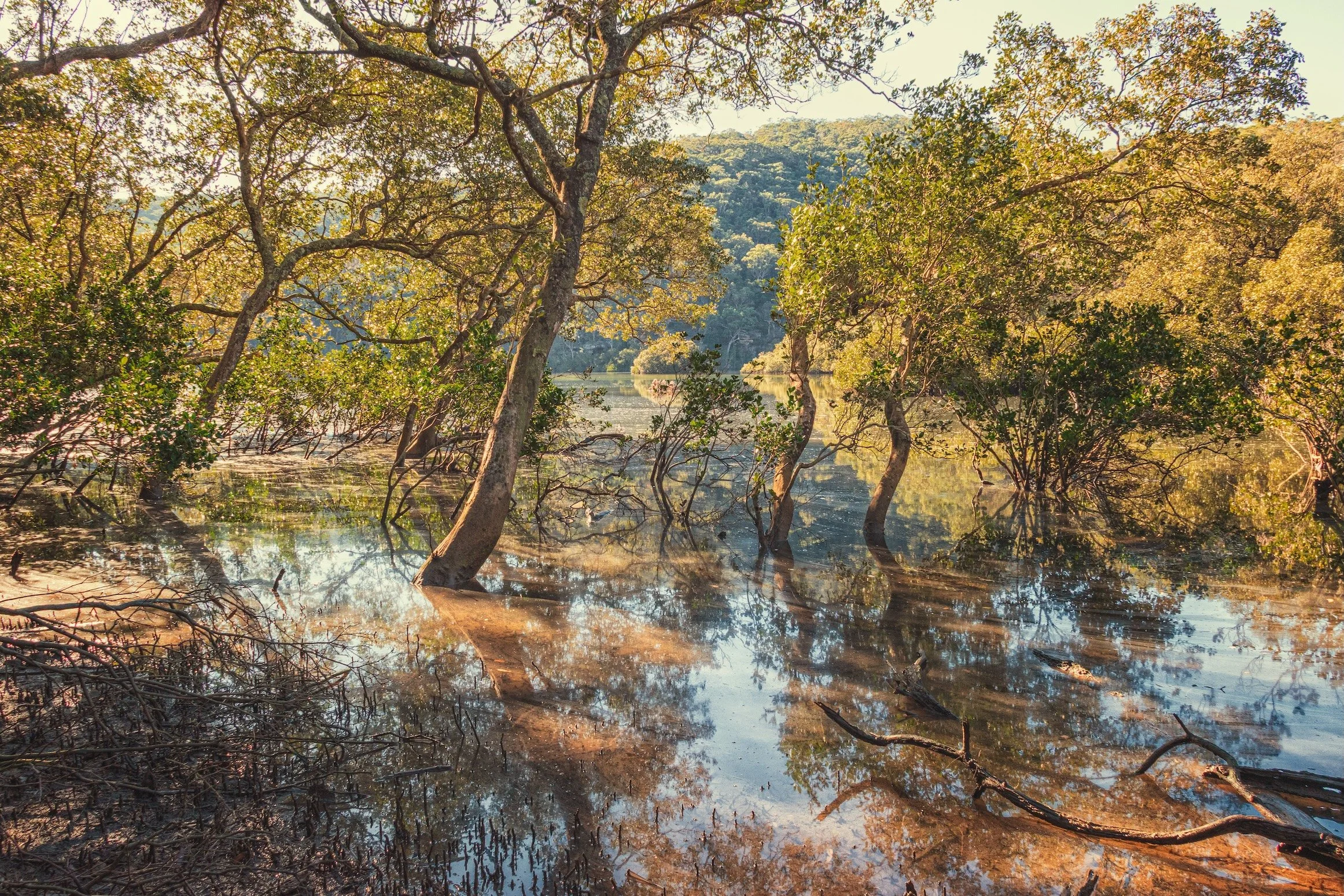 WARRIMOO MANGROVES