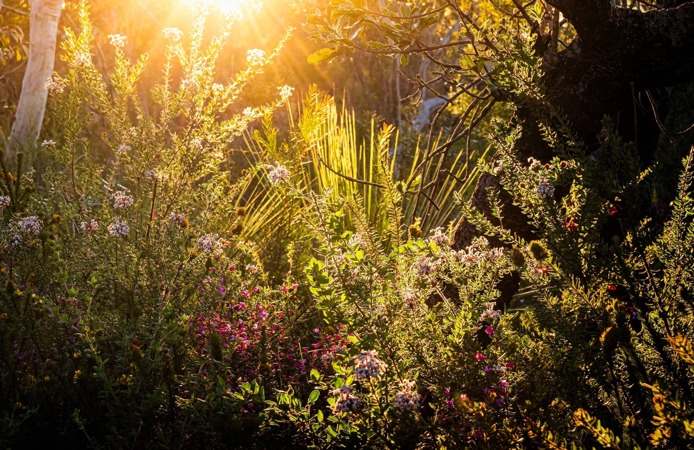 RESOLUTE SPRING