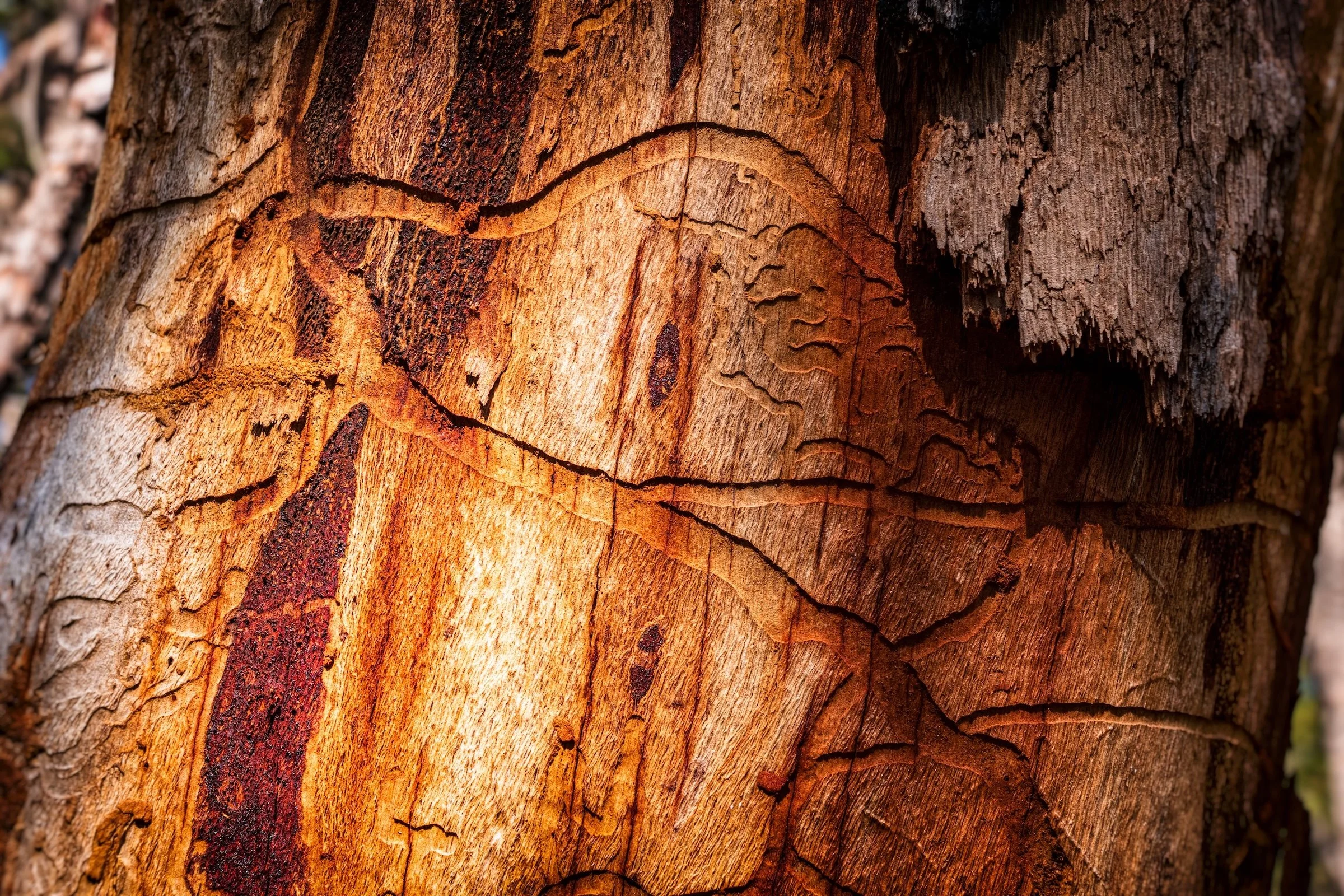 TEXTURETASTIC