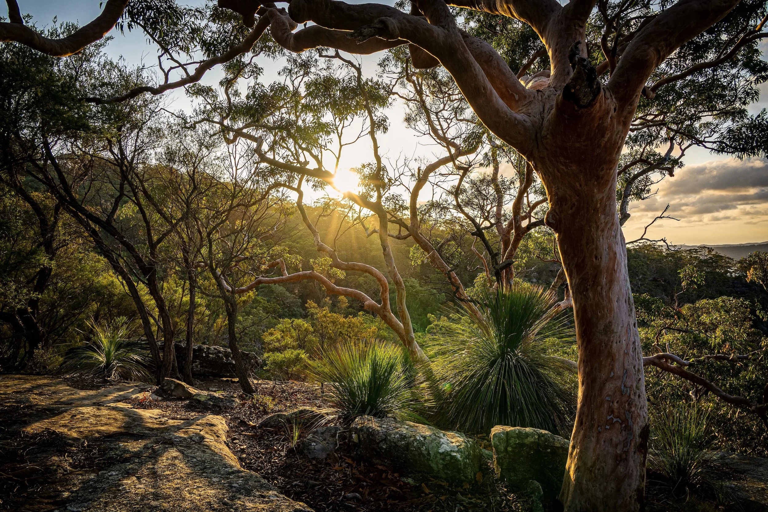 KOOLEWONG MAGIC 2026