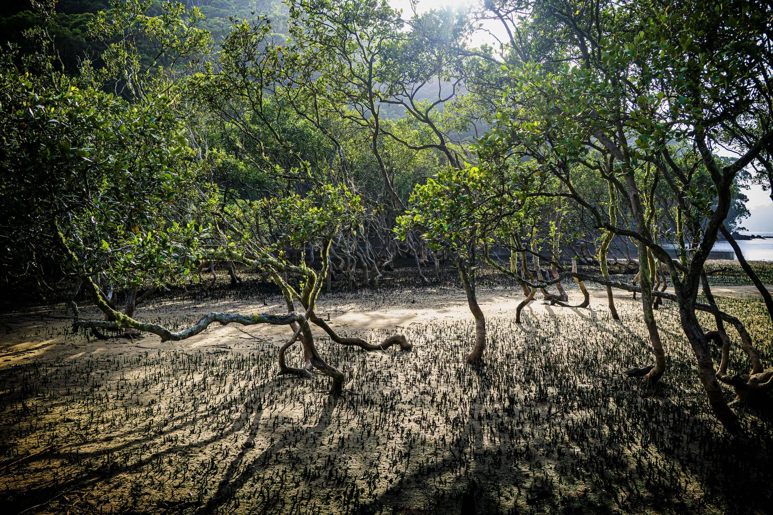 MORNING BAY MANGROVES