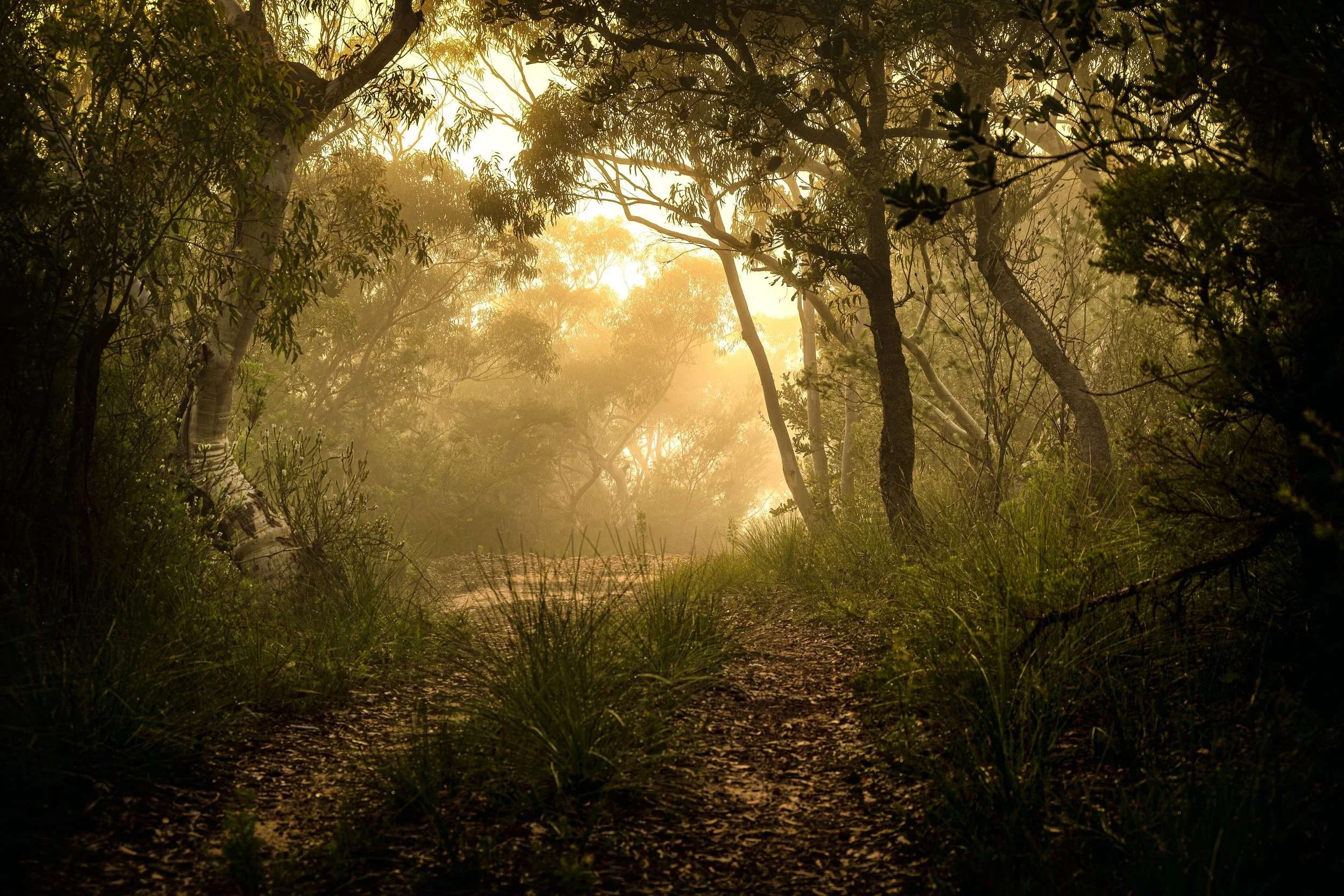 WARATAH TRACK 2026 7.jpg