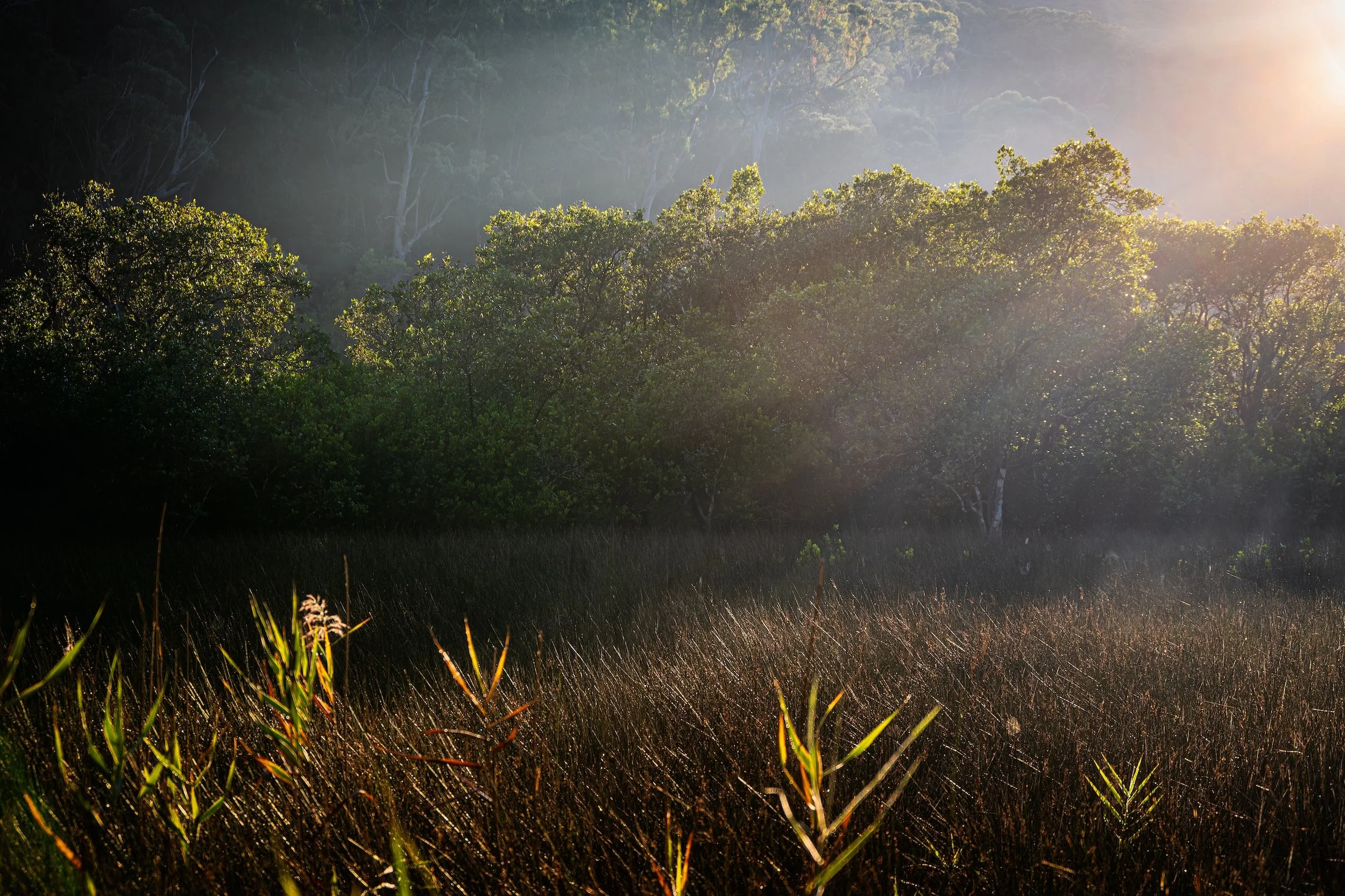SMITHS CREEK SUNRISE 2