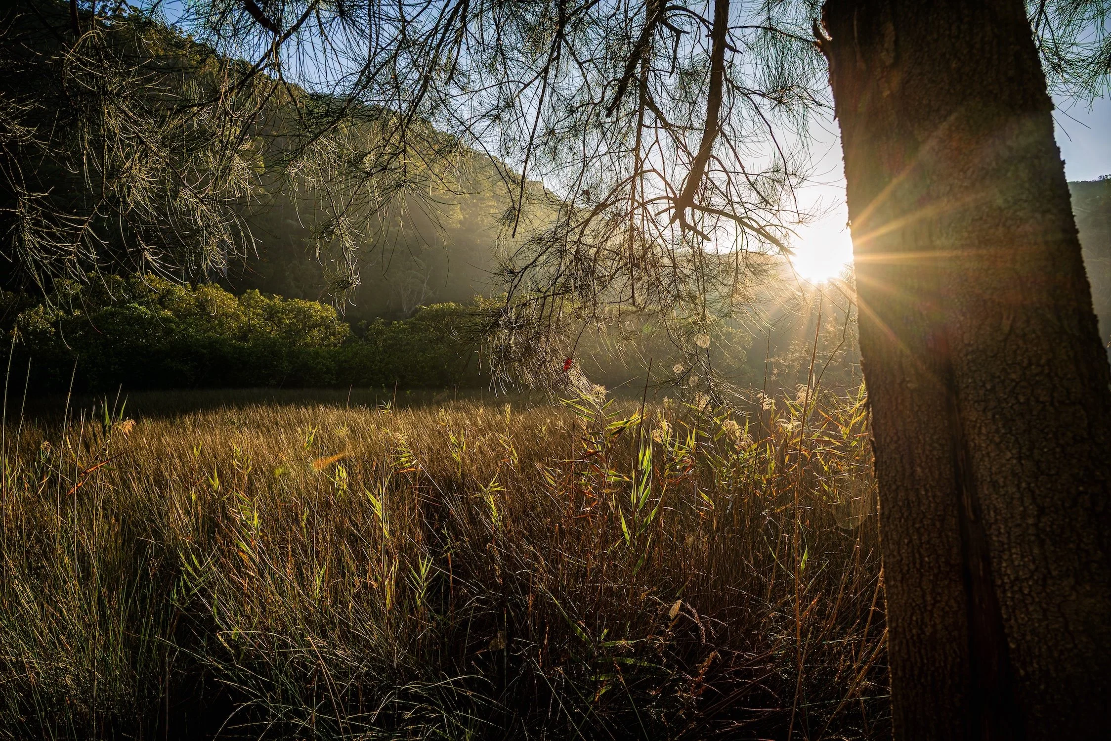 SMITHS CREEK SUNRISE 3