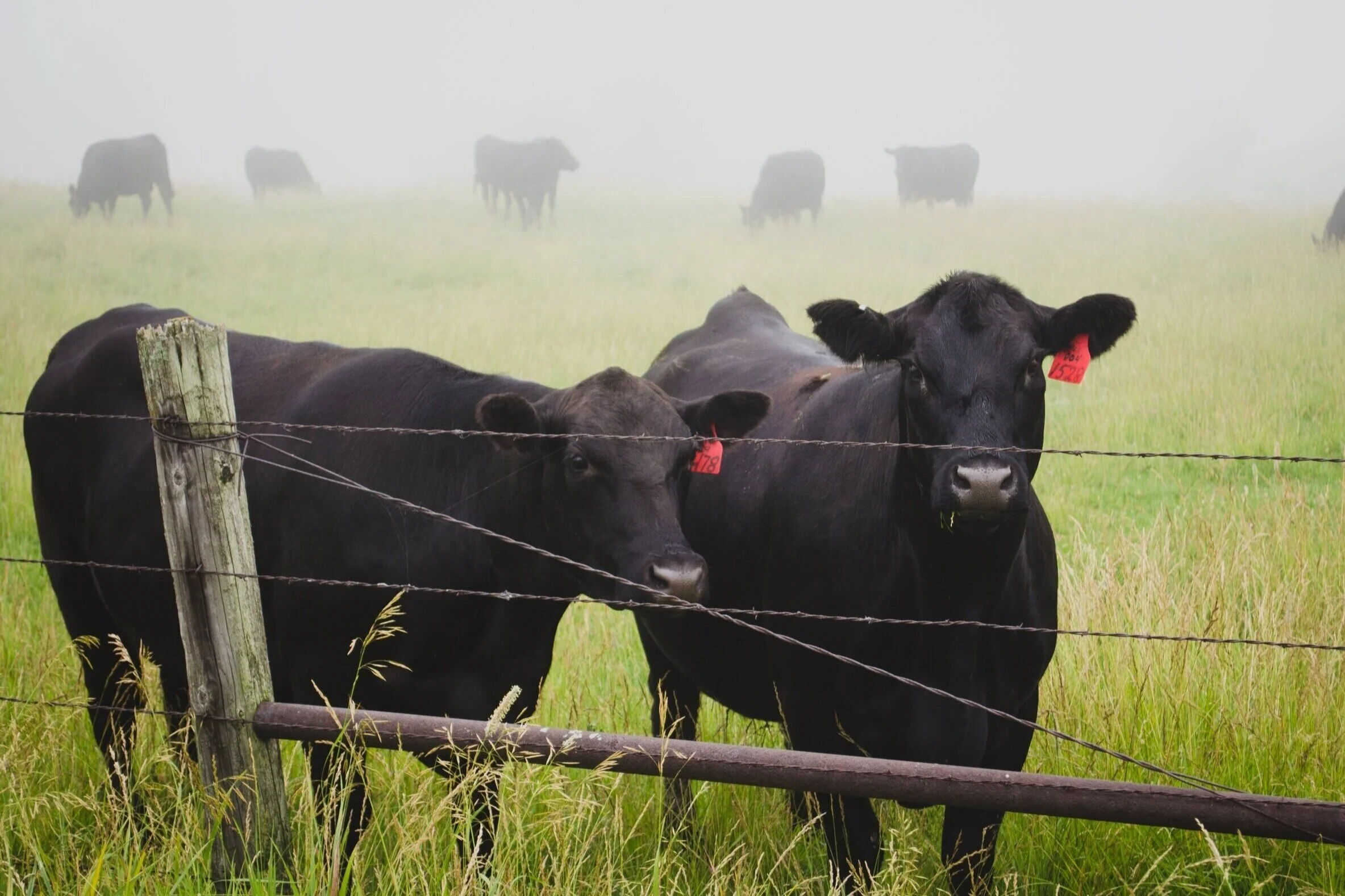 Stock+image+-+Angus
