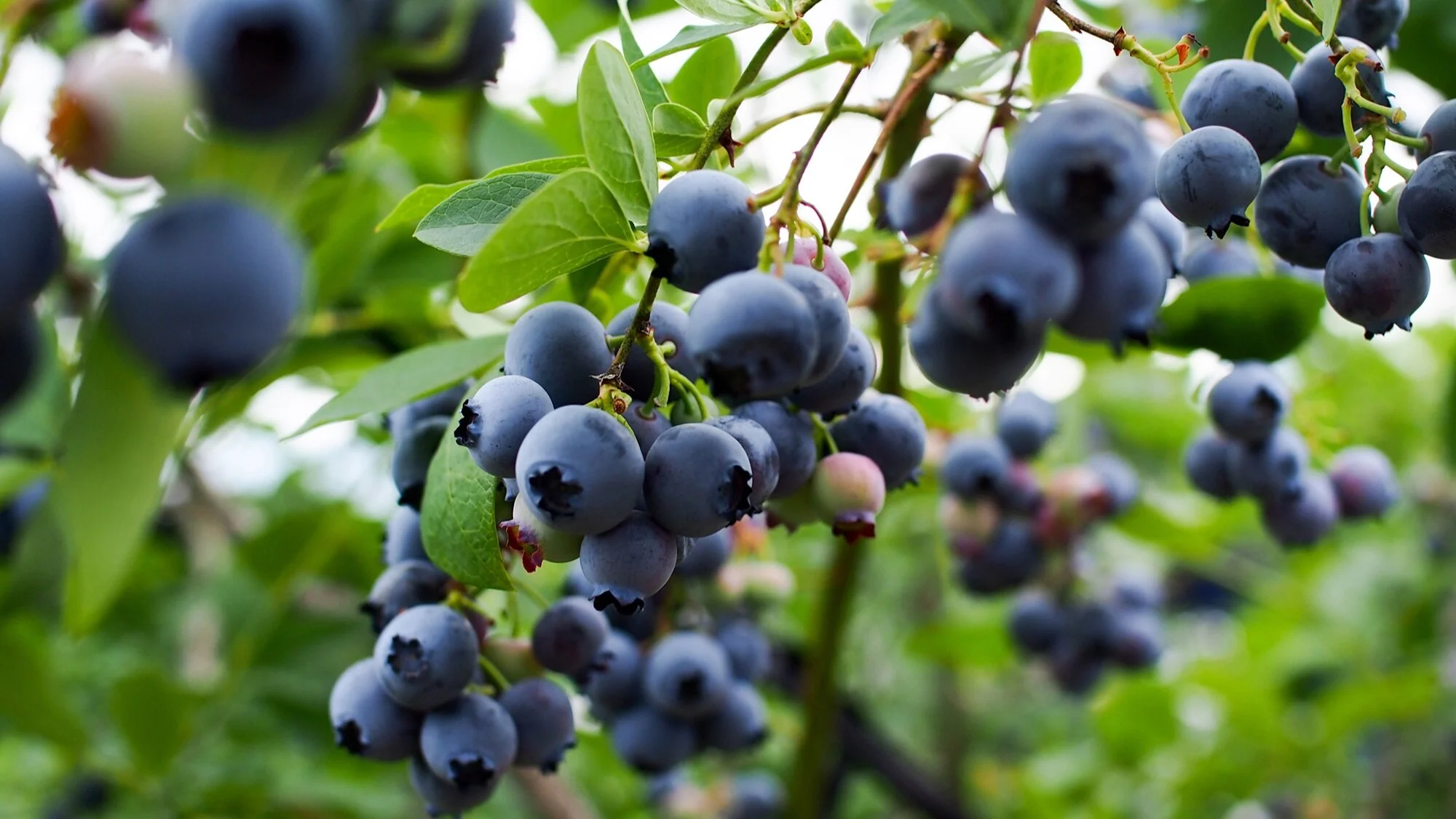 Blue-Berries-On-Tree_647889913-2000pxl.jpg